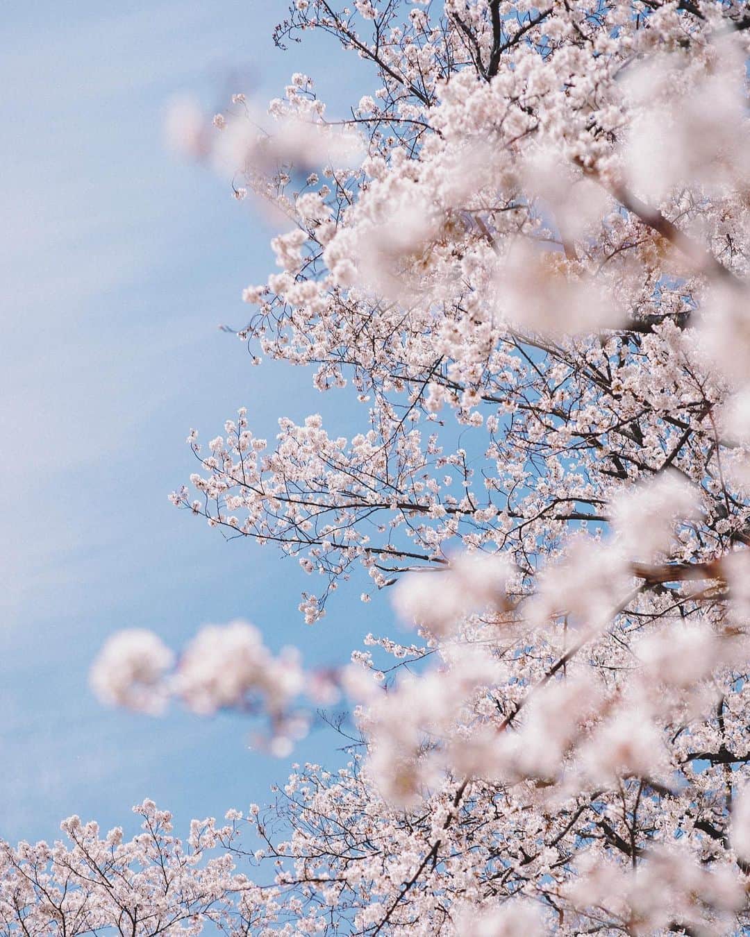 Naokoのインスタグラム：「Good morning! * 雨の月曜日。 しっとり心地よい朝。 桜はあと何日見られるかな。 #sakura #cherryblossom #桜」