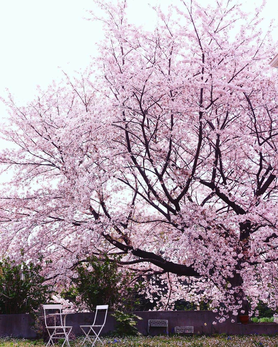 rieさんのインスタグラム写真 - (rieInstagram)「. . 庭の一本桜。 . えんぴつみたいに細く 私と同じ背丈ほどしかなかった苗木。 娘が生まれた1997年に植えて 今年21歳です。 . 屋根より高く 四方に這うように広がって 咲く一本桜。 この写ってる分と同じように 右側にも広がっています。 こんなに大きくなると思って なかったから場所もよく考えて 植えなかった。 もはや家より大きい。 . . 今年は満開になる前に 散り始めたので 完璧な満開ではないけど 今朝の雨があがり 今日しかないと1時間ばかり撮影会を。 . . 椅子の奥に太い切り株。 これは去年ジェーソンが切った 巨大ユーカリの骸。 桜に場所を譲るかのように 桜が咲き誇る。 . . .  #R植物図鑑桜 . . #庭桜 #娘の記念樹 #娘と同じ21歳 #見守り桜 #mygarden #gardenflower #gardensakura #桜」4月8日 15時22分 - riecru