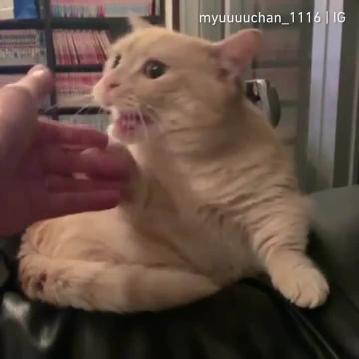 Aww Clubのインスタグラム