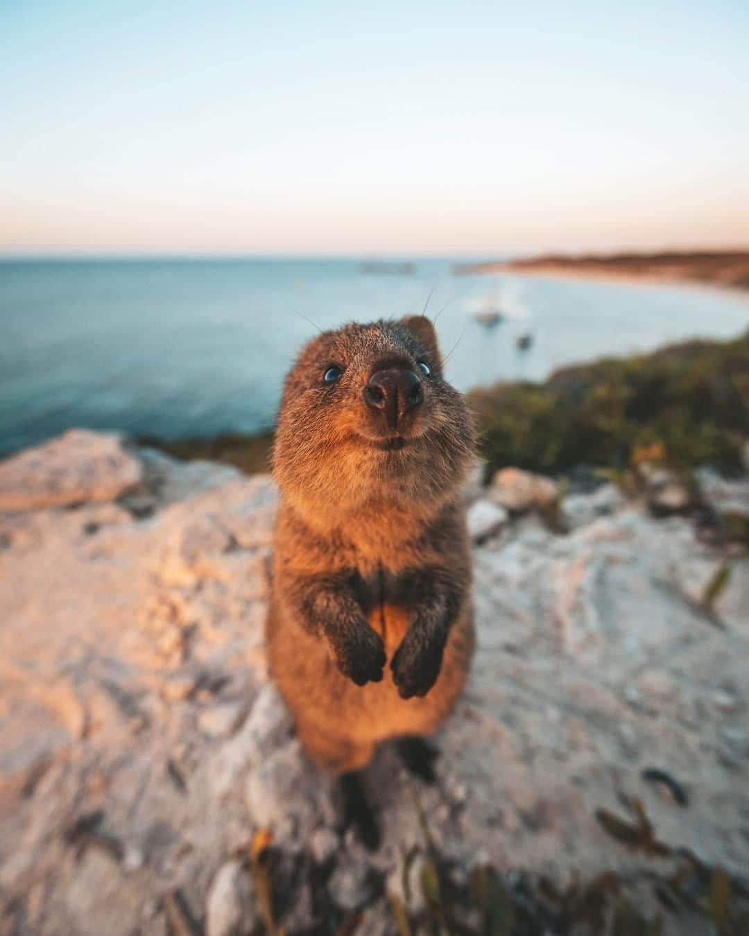 Australiaさんのインスタグラム写真 - (AustraliaInstagram)「“Excuse me, but I believe you’re supposed to look at me, not the view.” 😂 If we were @jamesvodicka, we wouldn’t be able to resist this adorable, and rather polite, #quokka either! This very scene is a common sight on @westernaustralia's @rottnestislandwa, as these native critters roam freely around the island and often come up close to interact with visitors. Visit them for yourself via an easy @rottnestexpress ferry ride from @destinationperth, and stay a few days at @hotelrottnest or the newly opened @discoveryrottnestisland, so you can enjoy as much quokka time as possible.  #seeaustralia #justanotherdayinwa #rottnestisland #wildlifephotography #dailyfluff #travel」4月8日 10時00分 - australia