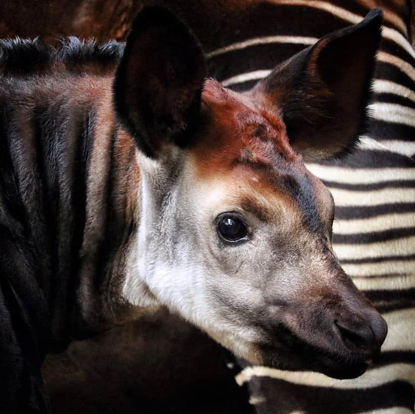 San Diego Zooさんのインスタグラム写真 - (San Diego ZooInstagram)「Elombe (aka Eli) made his public debut last week. 😍 #okapithat #stripeypants  #okapi #sandiegozoo 📷Liz Sauer」4月8日 9時51分 - sandiegozoo