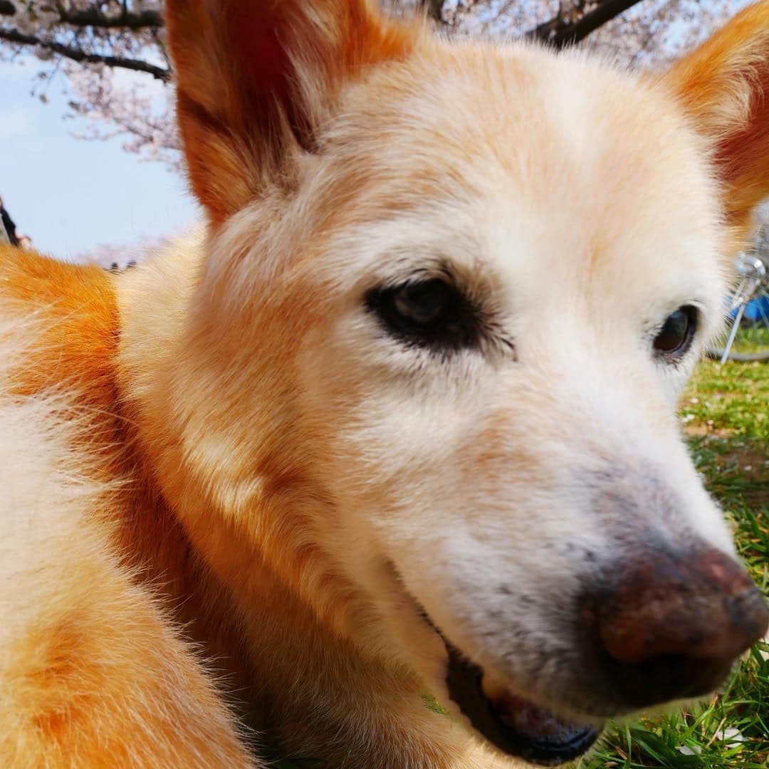 西川進さんのインスタグラム写真 - (西川進Instagram)「笑っているとしか思えない、、、愛犬カルの表情、、、。 2019年4月7日撮影  #空　#雲　#宇宙　#西川進　#ギタリスト　#モッズスタイル　#大事に思う気持ち  #愛犬 #カル」4月8日 9時53分 - susumu_nishikawa_5