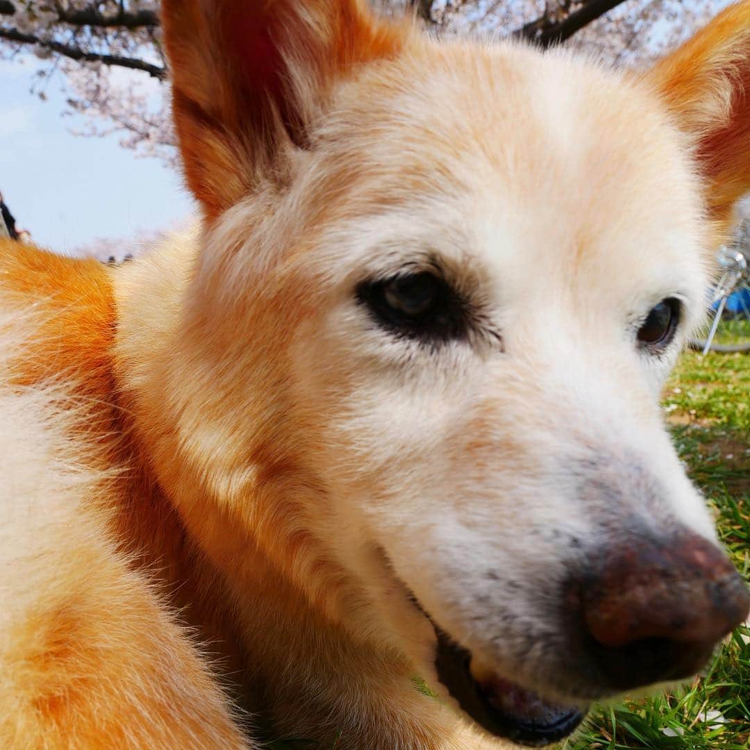 のインスタグラム：「笑っているとしか思えない、、、愛犬カルの表情、、、。 2019年4月7日撮影  #空　#雲　#宇宙　#西川進　#ギタリスト　#モッズスタイル　#大事に思う気持ち  #愛犬 #カル」