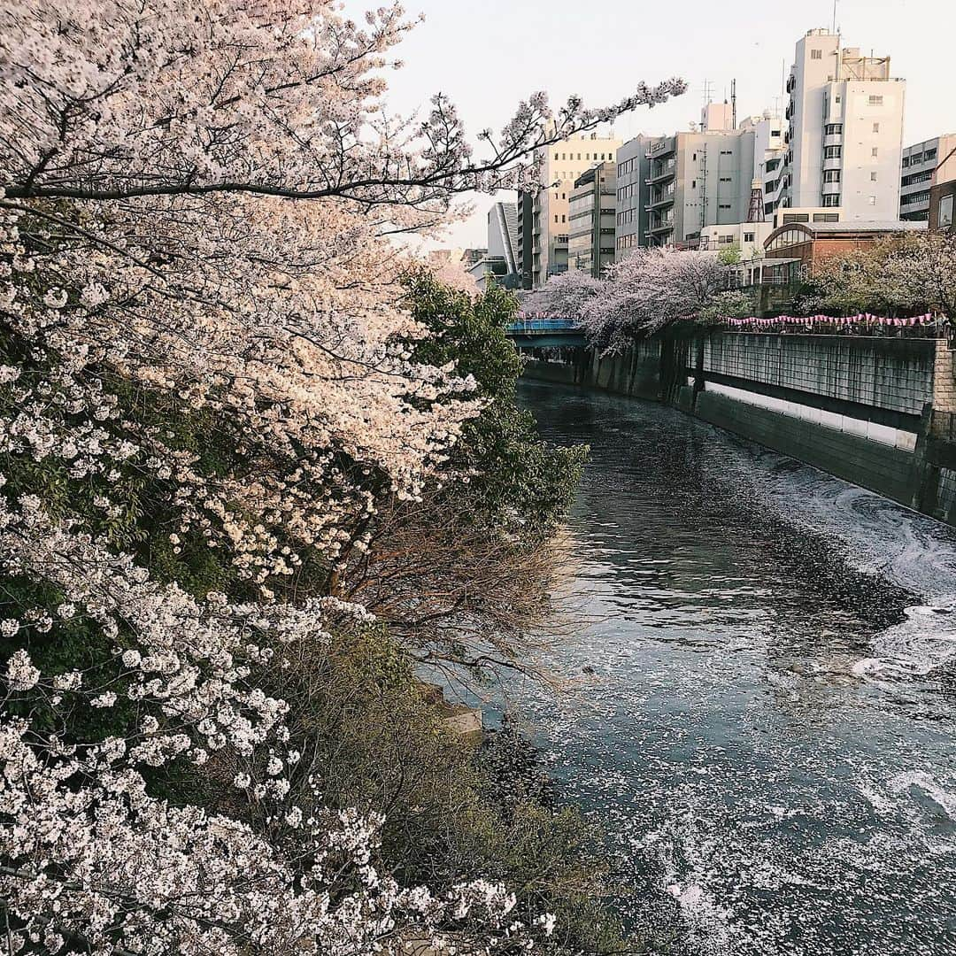 高松チェルシーリナさんのインスタグラム写真 - (高松チェルシーリナInstagram)「. 暖かくなってきたので、自転車🚴‍♀️始めました🥳🔥💕 まだお花見してなかったので、目黒川に桜を見に行ったよ🌸 人が多かったけど、、、、 やっぱり目黒川の桜は圧倒的に綺麗よね🤤❤️ . #roadbike#bicycle#cherryblossom#桜#お花見#ロードバイク#ロードバイク女子#目黒川#japan#tokyo」4月8日 10時01分 - chelsea_rina