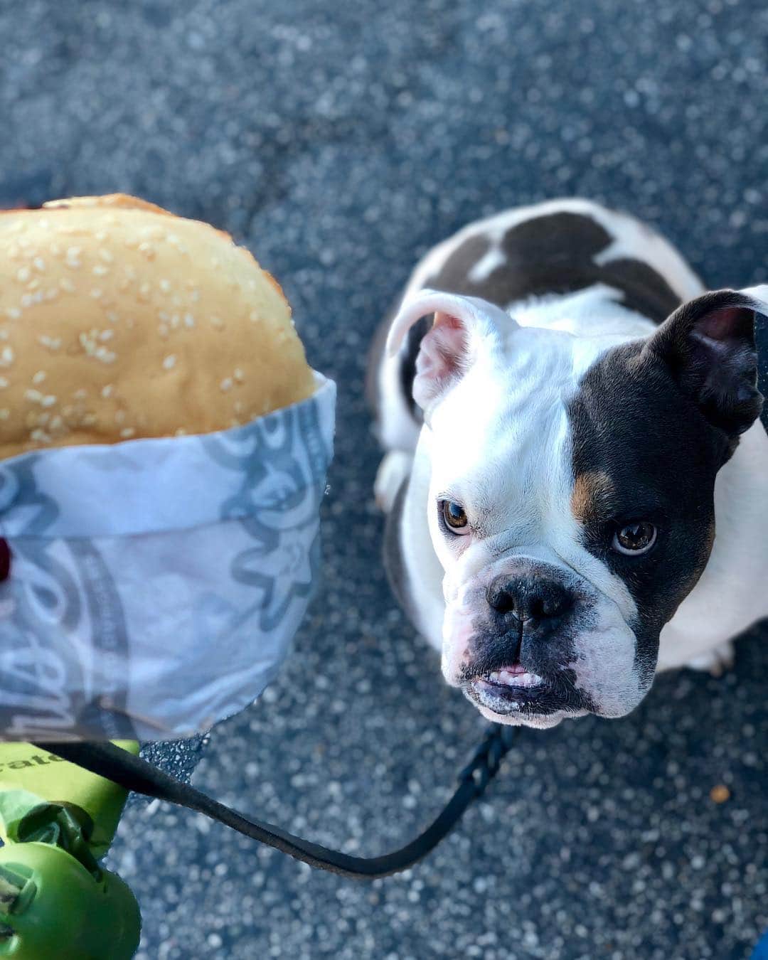 Bodhi & Butters & Bubbahさんのインスタグラム写真 - (Bodhi & Butters & BubbahInstagram)「When you realize you’re the world’s worst #dog #mom and forgot to pack your babies #dinner 😓 so grateful @carlsjr now has #vegan options! Thanks for saving the day @beyondmeat ❤️❤️❤️ . . . . #roadtrip #california #to #nevada #bulldog #puppy #love #life #spoiled #bestoftheday」4月8日 9時57分 - keonistuff