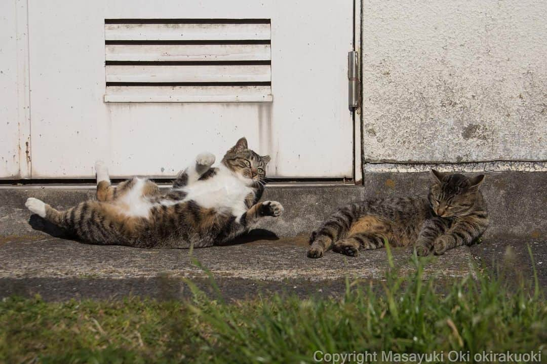 Masayukiさんのインスタグラム写真 - (MasayukiInstagram)「隙あり。  おはようございます。 Good morning from Tokyo Japan ☁️ #cat #ねこ」4月8日 9時58分 - okirakuoki