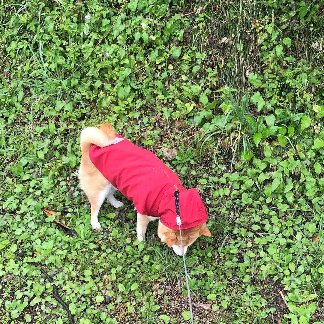 マル子さんのインスタグラム写真 - (マル子Instagram)「雨の日の赤頭巾ちゃんサラダバーむしゃむしゃ🌿 #マル子  #柴犬  #shiba  #deloreans  #デロリアンズ」4月8日 10時29分 - tomikago