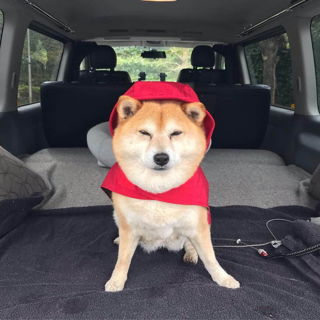 マル子のインスタグラム：「雨の日の赤頭巾ちゃんサラダバーむしゃむしゃ🌿 #マル子  #柴犬  #shiba  #deloreans  #デロリアンズ」