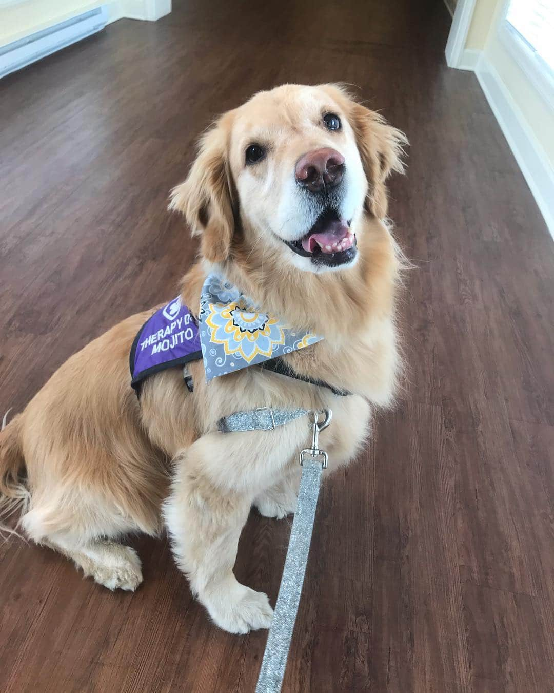 モヒートさんのインスタグラム写真 - (モヒートInstagram)「Since Julep was in good hands at Daddy’s work, Mommy took me to visit my memory care friends for therapy 💜 #allianceoftherapydogs #therapydog #crookedteeth ------------------------------- #goldensofig #goldenretriever  #goldenretrieversofinstagram #betterwithpets #dogsofig  #dogsofinstagram #fluffypack #gloriousgoldens #welovegoldens #ilovemydog #goldenlife #bestwoof #ProPlanDog #ilovegolden_retrievers #mydogiscutest #retrieversgram #dogsofcle」4月8日 10時35分 - mojito_rose_family