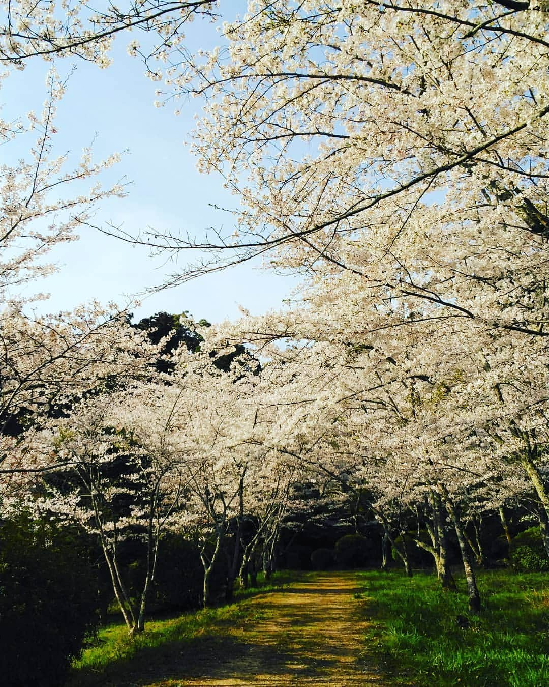 市川笑野さんのインスタグラム写真 - (市川笑野Instagram)「金刀比羅宮裏参道。 満開の桜が綺麗でした！ #金刀比羅宮裏参道 #満開の桜の下 #金丸座 #こんぴら歌舞伎2019 #japan #心中月夜星野屋」4月8日 10時42分 - emino.i