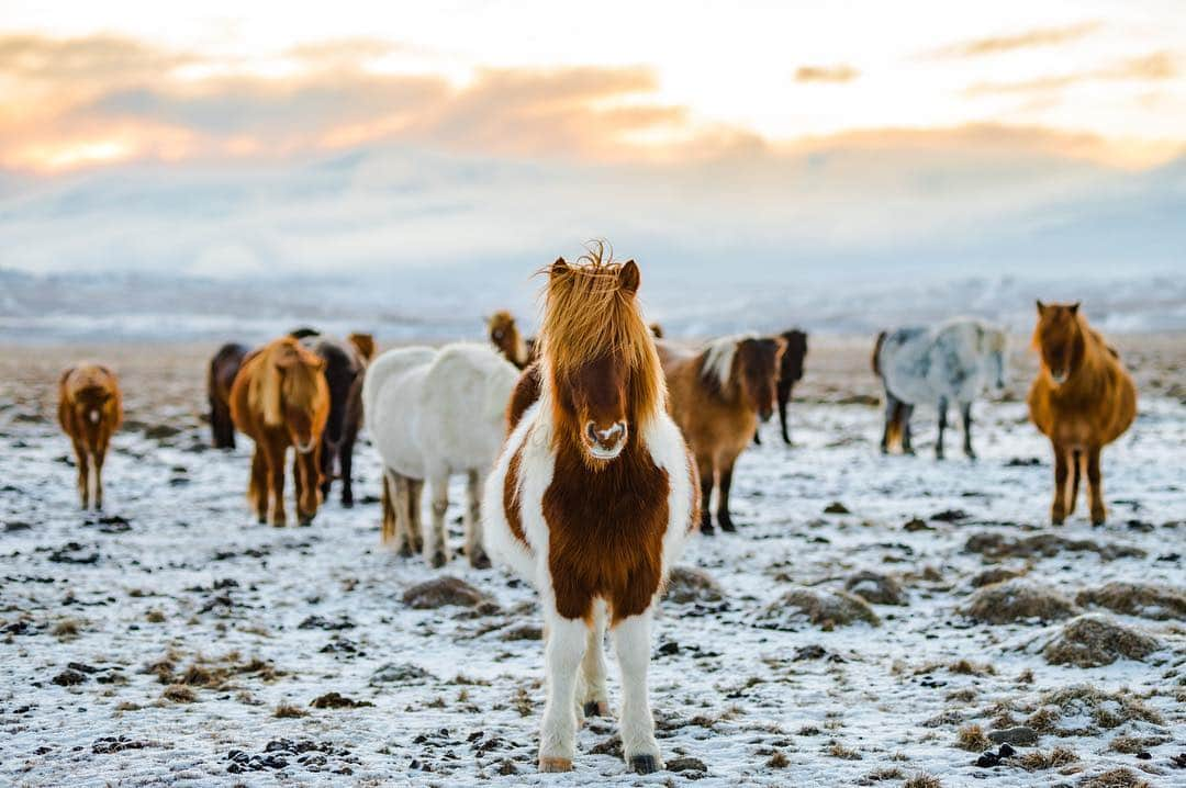 AIR CANADAさんのインスタグラム写真 - (AIR CANADAInstagram)「Iceland: yay or "neigh"? If you're a yes, say "hay" to Reykjavik and the rest of Iceland with our non-stop flights from Toronto and Montreal! . . Islande : on y va! Vous venez? Visitez Reykjavik et le reste de ce pays insulaire grâce à nos vols sans escale au départ de Toronto et de Montréal!」4月8日 10時44分 - aircanada