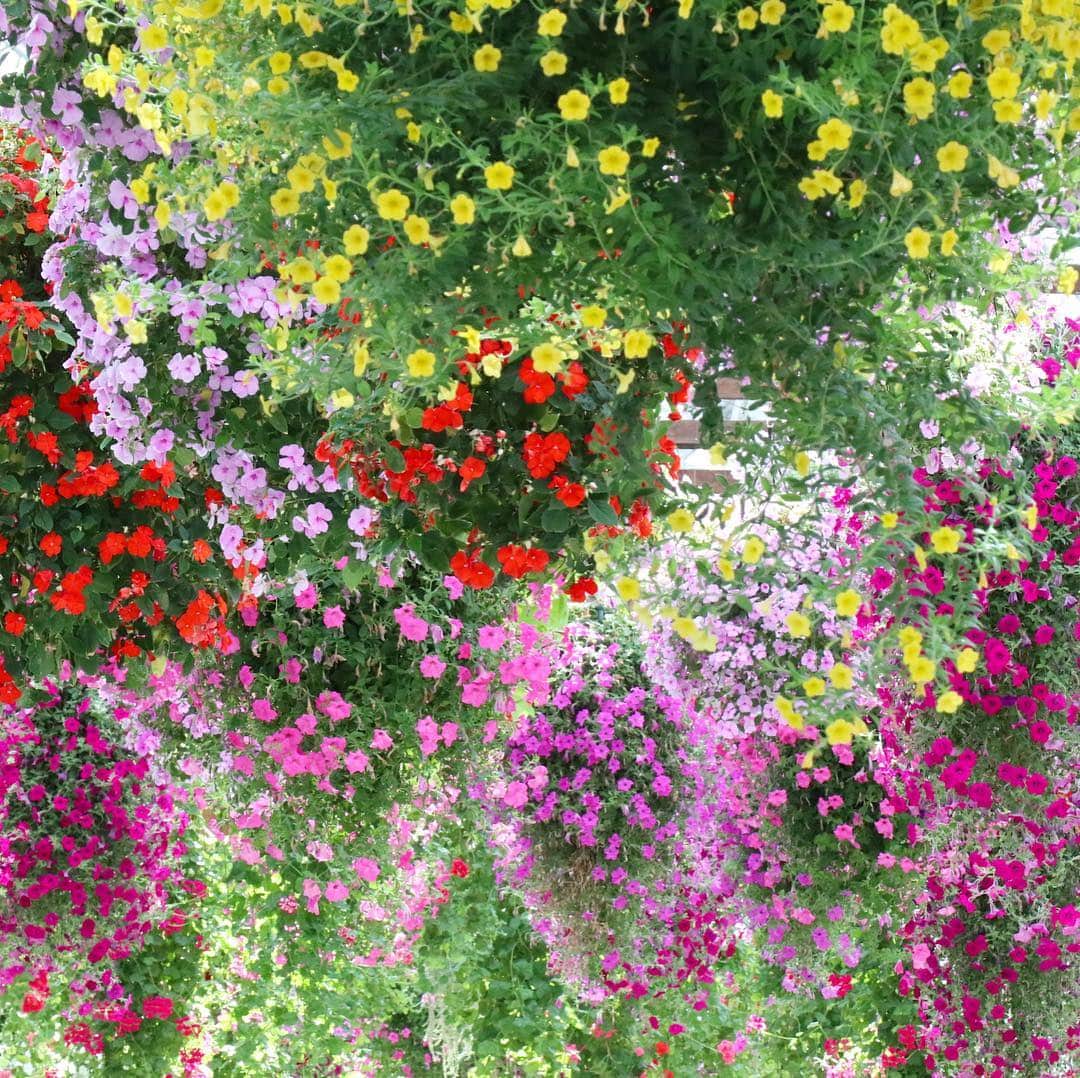 テレ朝newsさんのインスタグラム写真 - (テレ朝newsInstagram)「「花と鳥とのふれあい」がテーマの掛川花鳥園。体育館のように大きな温室に足を一歩踏み入れると、頭上に広がるインパチェンスのハンギングバスケットが圧巻です。イスやテーブルもたくさんあるので、色とりどりの花に囲まれて食事や休憩ができるので、ゴーちゃん。もベンチで一休みしています。  #おでかけゴーちゃん #テレビ朝日 #テレ朝 #news #japan #follow #テレビ #テレビが好きな人と繋がりたい #写真 #写真好きな人と繋がりたい #photography #nofilter #ゴーちゃん #ごーちゃん #panda #おでかけ #fun #travel #静岡 #掛川花鳥園」4月8日 10時45分 - tv_asahi_news