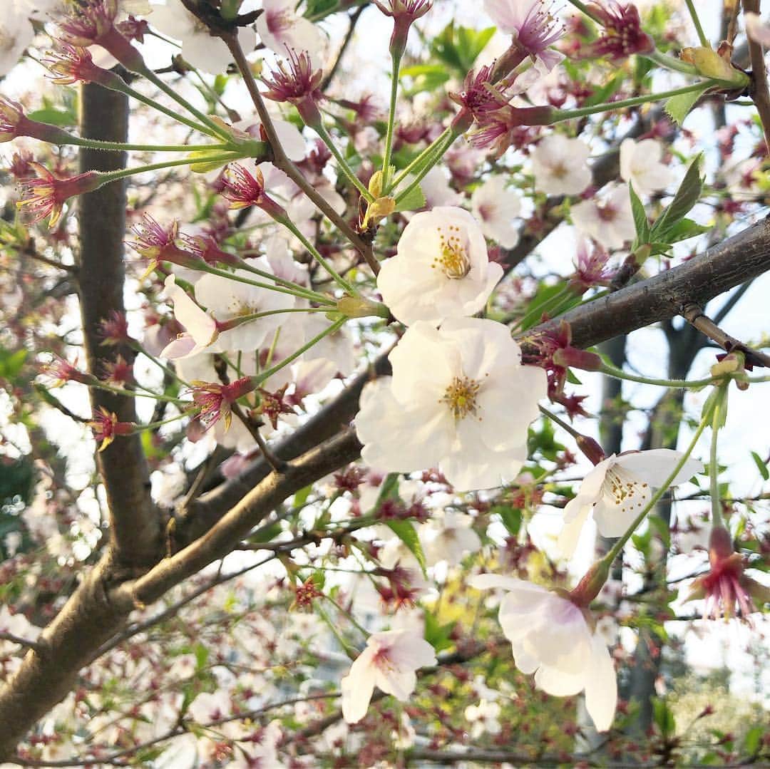 筧沙奈恵さんのインスタグラム写真 - (筧沙奈恵Instagram)「家族で、中野四季の森公園でお花見🌸 ・ 桜は散りかけていましたが、家族で見ることができてよかった😌 ・ 先日の撮影でスポーティなコーデに挑戦したことがきっかけでちょっと取り入れてみたいなーと思い、上下ワープバイエネーレ @thewarpbyennerre でアスレジャーを意識したコーデにしてみました♪ ・ 夫もワープバイエネーレのTシャツで、ペアコーデ✨娘に👧「なんでバーコードがついてるの？」と聞かれましたが（笑）シンプルでお気に入りのTシャツ❤️ ・ outer #GU tops #THEWARPbyennerre pants #THEWARPbyennerre shoes #donoban ・ #ザワープバイエネーレ #アスレジャー #旦那コーデ #デートなうに使っていいよ#旦那の服は私が選ぶ #リンクコーデ #ペアコーデ #ママコーデ #夫婦 #夫婦コーデ #ママファッション #スポーティーコーデ」4月8日 10時48分 - sanaekakei
