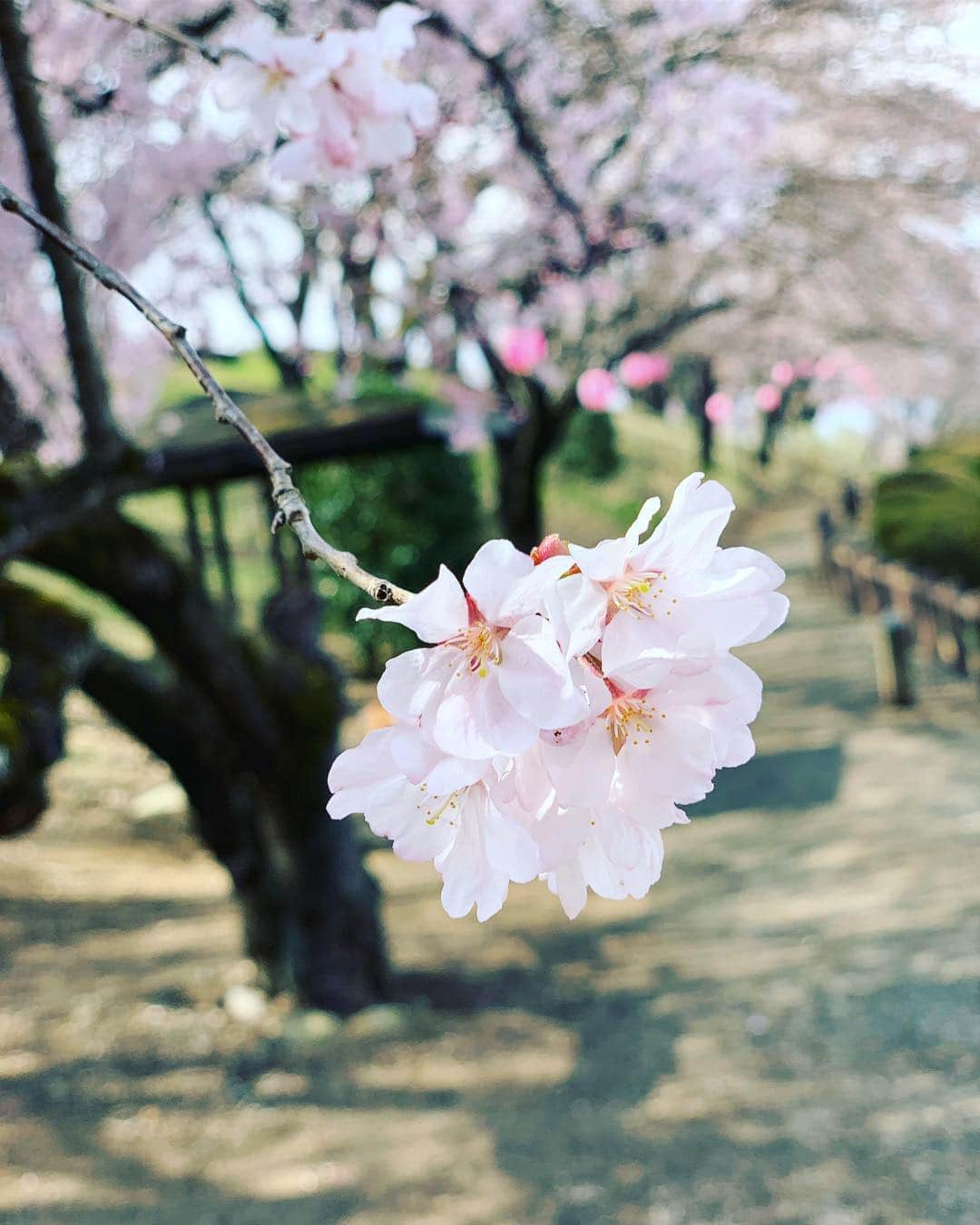 吉岡里帆さんのインスタグラム写真 - (吉岡里帆Instagram)「おはようございます。 ここ最近は仕事で街を転々としていました🌸  茨城、栃木、千葉、山梨、石川、兵庫、 各地の桜を愛でてきました。  桜が一年中咲いてたらどんなに素敵なんだろうと 思いつつ…一瞬の春を感じました。 今日は東京に帰ってきてイベントです。  #平成最後の桜 #春」4月8日 11時01分 - riho_yoshioka