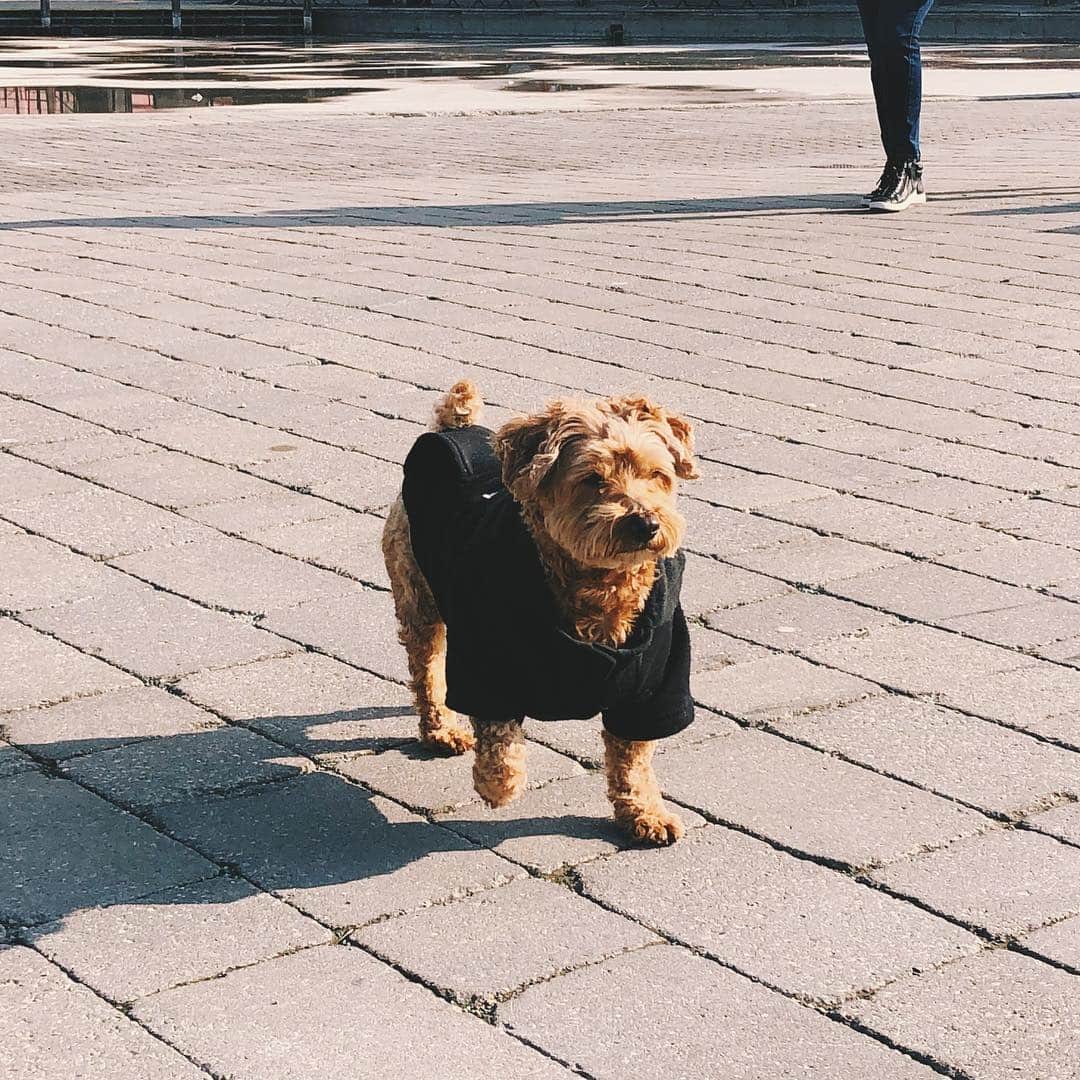 Loganさんのインスタグラム写真 - (LoganInstagram)「Spring/sprung 🌷 The little guys are out!」4月8日 11時02分 - loganslook