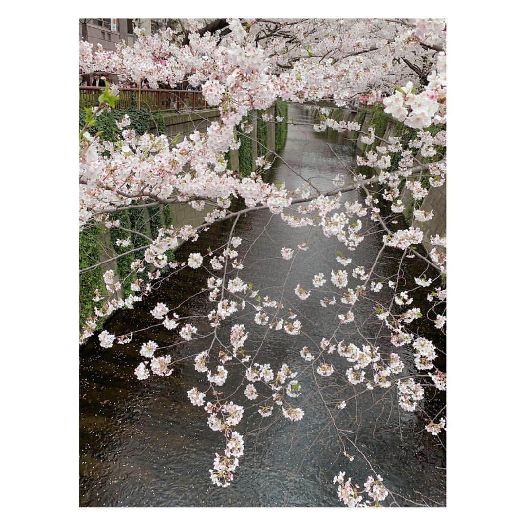 小菅晴香さんのインスタグラム写真 - (小菅晴香Instagram)「・﻿ 中目黒駅前の目黒川の桜🌸﻿ ﻿ 私が東京に戻ってきてからは﻿ 毎年一緒に見に行っている気がします🐰🐰﻿ ﻿ この川面にはらりと落ちる花びらが﻿ とっても風情があって大好きなのです🎶﻿ ﻿ 親友曰く、桜の木には力が宿っていて﻿ パワーをもらえるそう🌿﻿ （きっとたぶんぜったい諸説あり笑）﻿ ﻿ でも、大好きな人と眺めているだけで﻿ 心が癒されるから本当なのかも⁈🤔✨笑﻿ ﻿ ﻿ ﻿ ﻿  #桜 #sakura #cherryblossom #🌸 #中目黒 #目黒川 #平成最後のお花見 #小菅晴香 #フリーアナウンサー #セントフォース」4月8日 11時11分 - haruka.kosuge