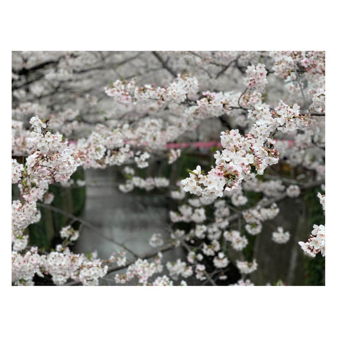 小菅晴香さんのインスタグラム写真 - (小菅晴香Instagram)「・﻿ 中目黒駅前の目黒川の桜🌸﻿ ﻿ 私が東京に戻ってきてからは﻿ 毎年一緒に見に行っている気がします🐰🐰﻿ ﻿ この川面にはらりと落ちる花びらが﻿ とっても風情があって大好きなのです🎶﻿ ﻿ 親友曰く、桜の木には力が宿っていて﻿ パワーをもらえるそう🌿﻿ （きっとたぶんぜったい諸説あり笑）﻿ ﻿ でも、大好きな人と眺めているだけで﻿ 心が癒されるから本当なのかも⁈🤔✨笑﻿ ﻿ ﻿ ﻿ ﻿  #桜 #sakura #cherryblossom #🌸 #中目黒 #目黒川 #平成最後のお花見 #小菅晴香 #フリーアナウンサー #セントフォース」4月8日 11時11分 - haruka.kosuge