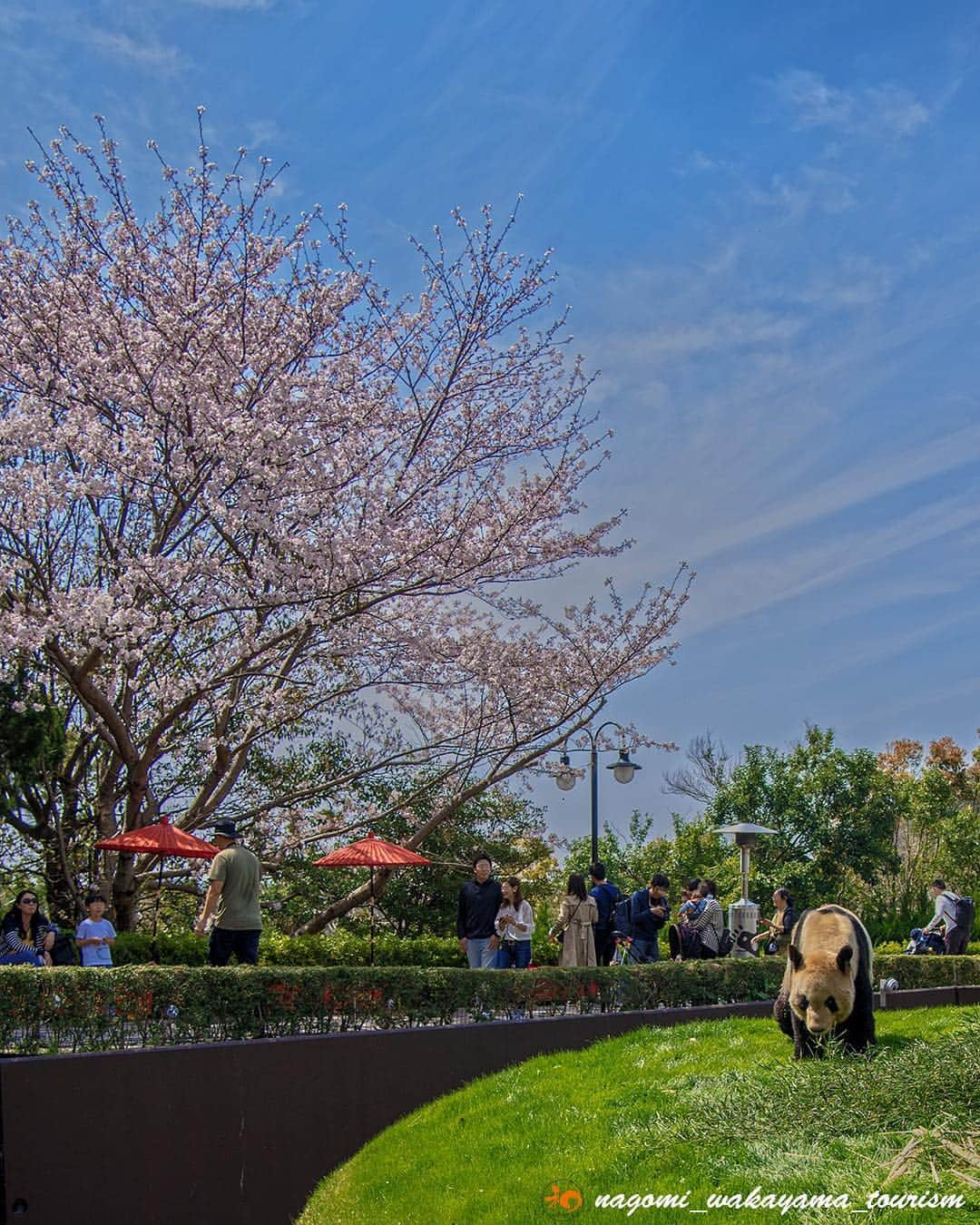 和みわかやまさんのインスタグラム写真 - (和みわかやまInstagram)「昨日のアドベンチャーワールド❣️「桜🌸とパンダ🐼」❣️和歌山ならではの風景ですよね✨ . #nagomi_wakayama #wakayama #insta_wakayama #visitwakayama #白浜 #白浜町 #パンダ #ぱんだ #白浜アドベンチャーワールド #アドベンチャーワールド #人気 #和歌山県 #行きたい #桜 #永明 #さくら #コラボ #かわいい #和歌山 #南紀白浜アドベンチャーワールド #和歌山アドベンチャーワールド #わかやま #来てね #素敵 #花見 #ハッピー #季節 #元気 #わかぱん #平成最後」4月8日 11時24分 - nagomi_wakayama_tourism