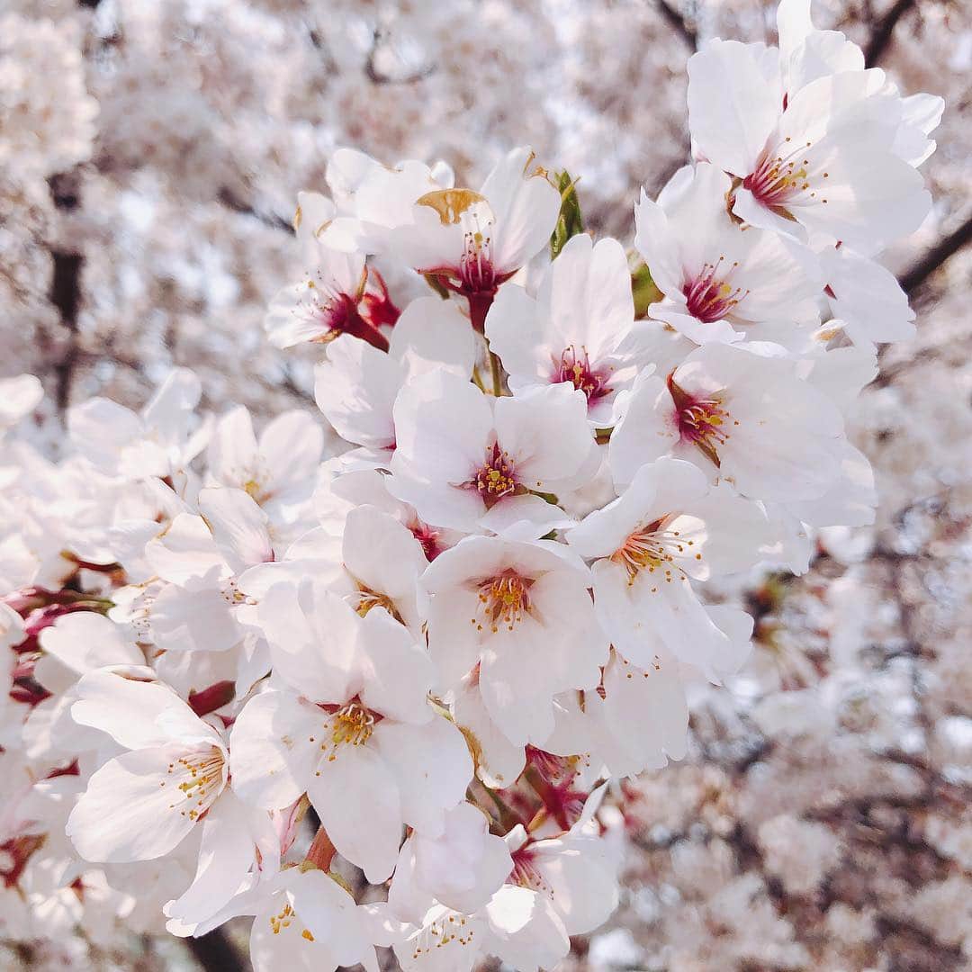 薄井美樹さんのインスタグラム写真 - (薄井美樹Instagram)「． ． やっと桜みれた🌸🌸 ． ．」4月8日 11時32分 - mikiusui_211