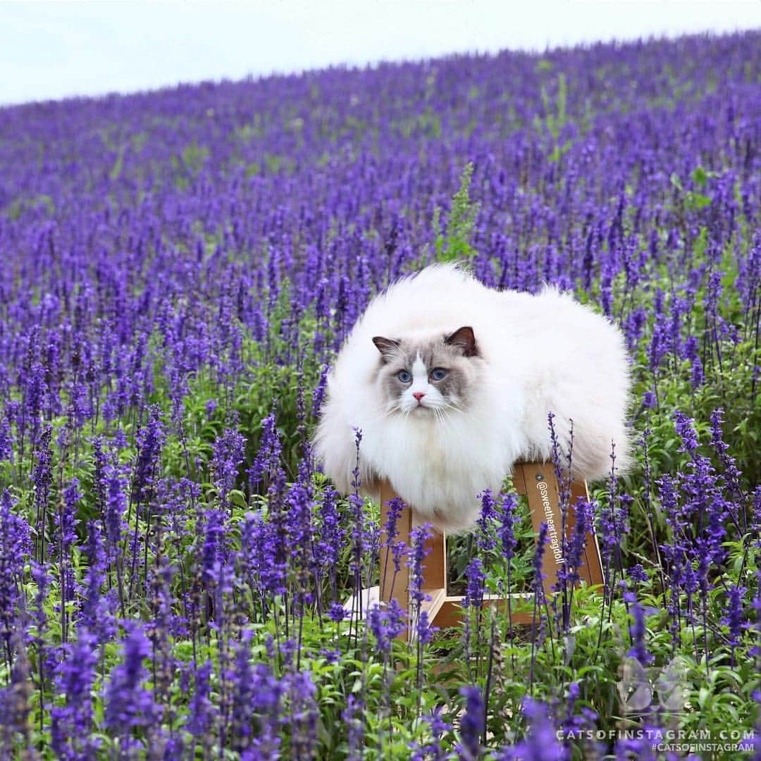 Cats of Instagramさんのインスタグラム写真 - (Cats of InstagramInstagram)「From @sweetheartragdoll: “🌞Sunshine: Am I fluffy?😹” #catsofinstagram」4月8日 11時37分 - cats_of_instagram