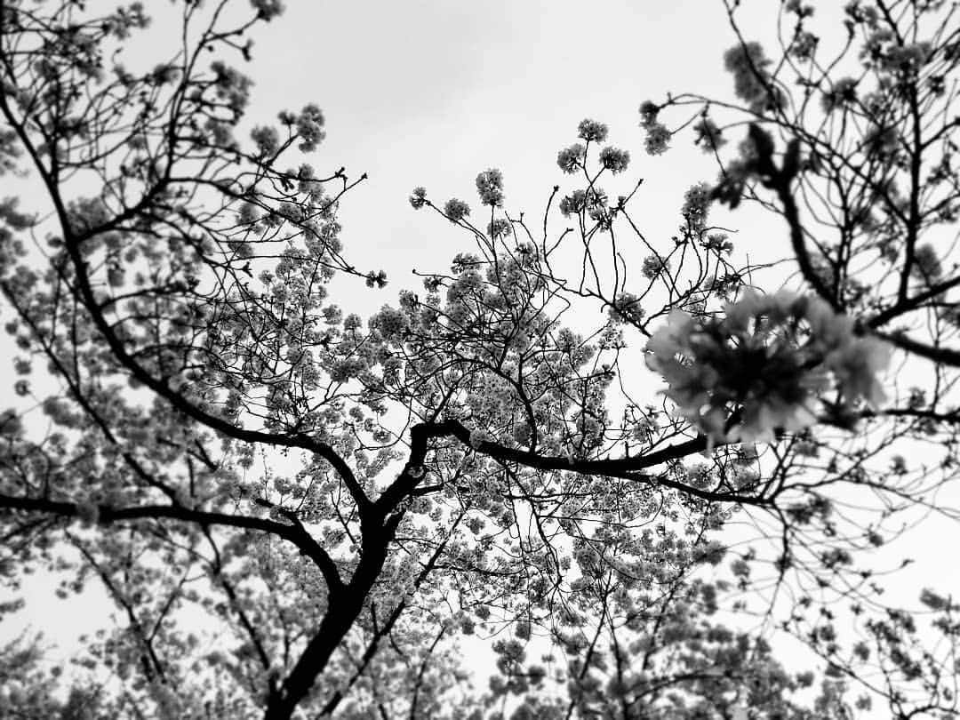 サヘル・ローズさんのインスタグラム写真 - (サヘル・ローズInstagram)「桜、日本の『精神の美』。 ちゃんと　ただいまです。  帰ってきました。  バングラデシュの日々は あまりにも深くて、 本当に動いてよかった、  心から自分にも 『ありがとう』と伝えたい。」4月8日 11時38分 - sa_chan_1021