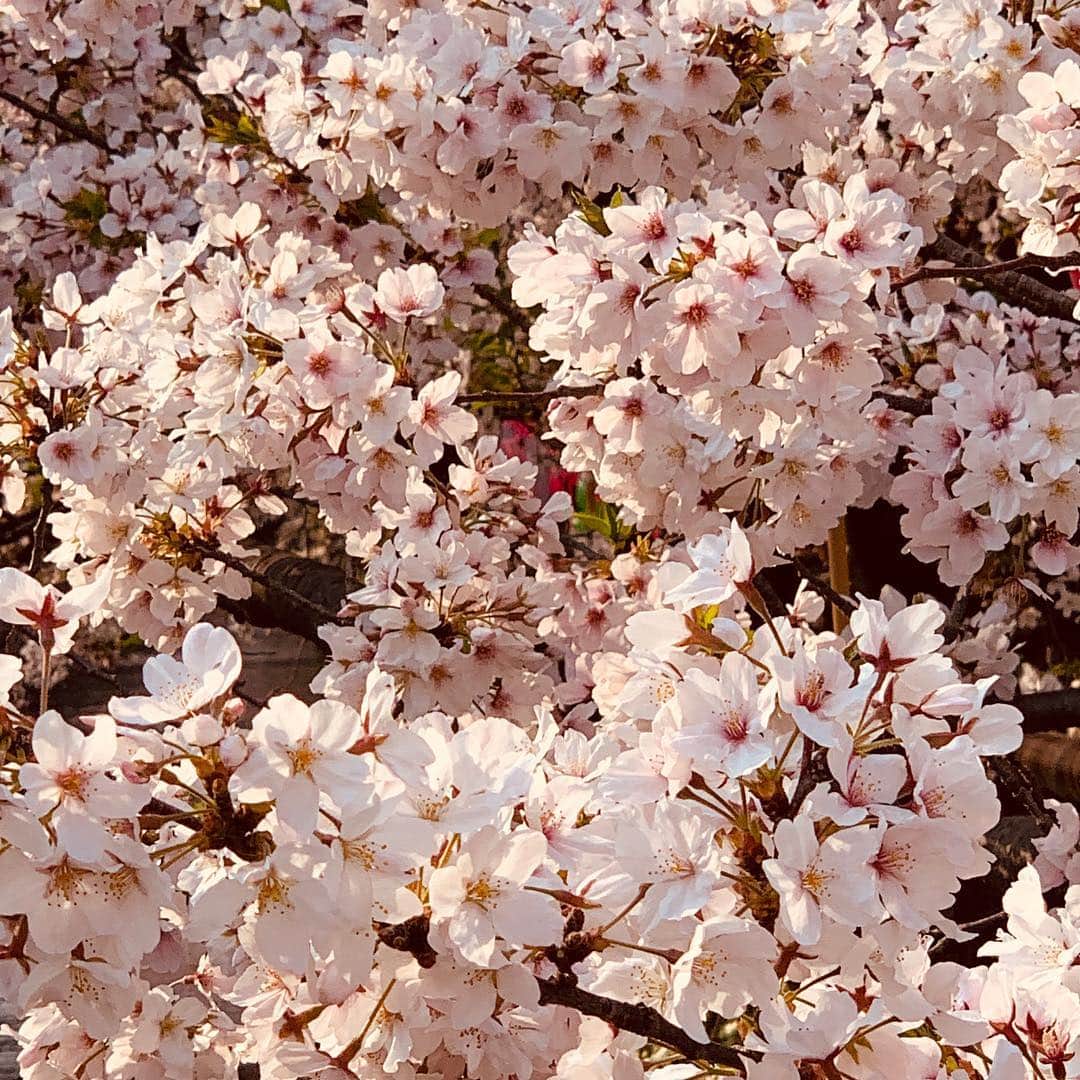 神田咲実さんのインスタグラム写真 - (神田咲実Instagram)「Sunset time🌸🧡 * 何度でも いろんな時間帯 見たくなる🌸 * 空の色で桜の色も変わるからね🌸🌅 * #満開も #桜吹雪も #葉桜も好き #SAKURA#LOVER#桜」4月8日 11時40分 - sakimikanda
