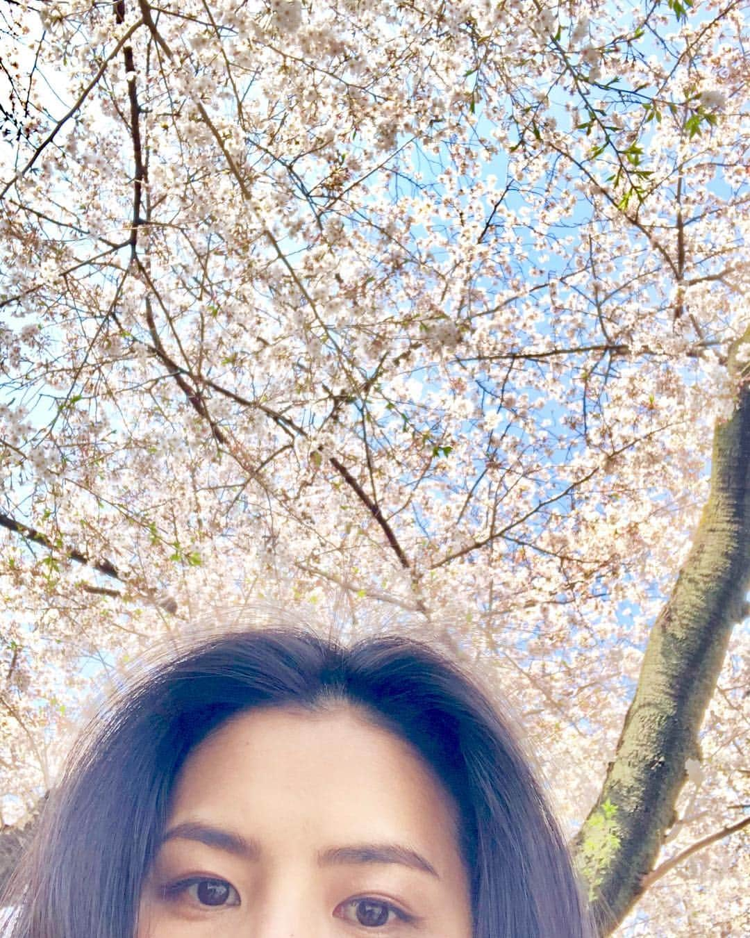 小泉深雪のインスタグラム：「🌸🌸🌸 今年は沢山眺めることが出来ました☺️ #sakura#cherryblossom#japan」