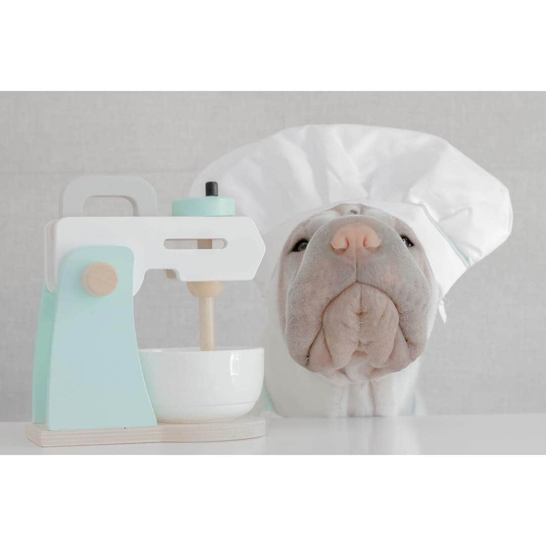 annie&pADdinGtoNさんのインスタグラム写真 - (annie&pADdinGtoNInstagram)「Monday munchies! What should Lambington make? #lookwhosinthekitchen #uhoh #trouble #gravelsandwich #lambington #monday #foodies #baking #sharpei #sharpeisofinstagram #sharpeipuppy #dogcostumes #jamieoliver #nakedchef #dog #dogs #doggo #dogsofinstagram #bark #barked #puppy #puppiesofinstagram #wrinkles #instagood #weeklyfluff #iloveyoutothemoonandback」4月8日 11時46分 - anniepaddington