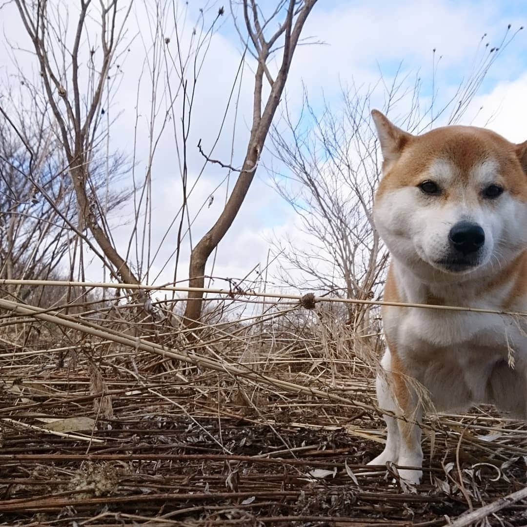 柴犬⭐️サスケさんのインスタグラム写真 - (柴犬⭐️サスケInstagram)「こんにちわん #犬バカ部#柴犬#赤柴#わんだフォ#愛犬#犬ら部#ふわもこ部#しばいぬ#日本犬#🐕📷#shibagram#shibastagram#Japanesedog#시바견#시바이누#시바스타그램#kaumo#pecoいぬ部#柴北会#family#dog#shibainu#shiba」4月8日 11時52分 - shiba20150405