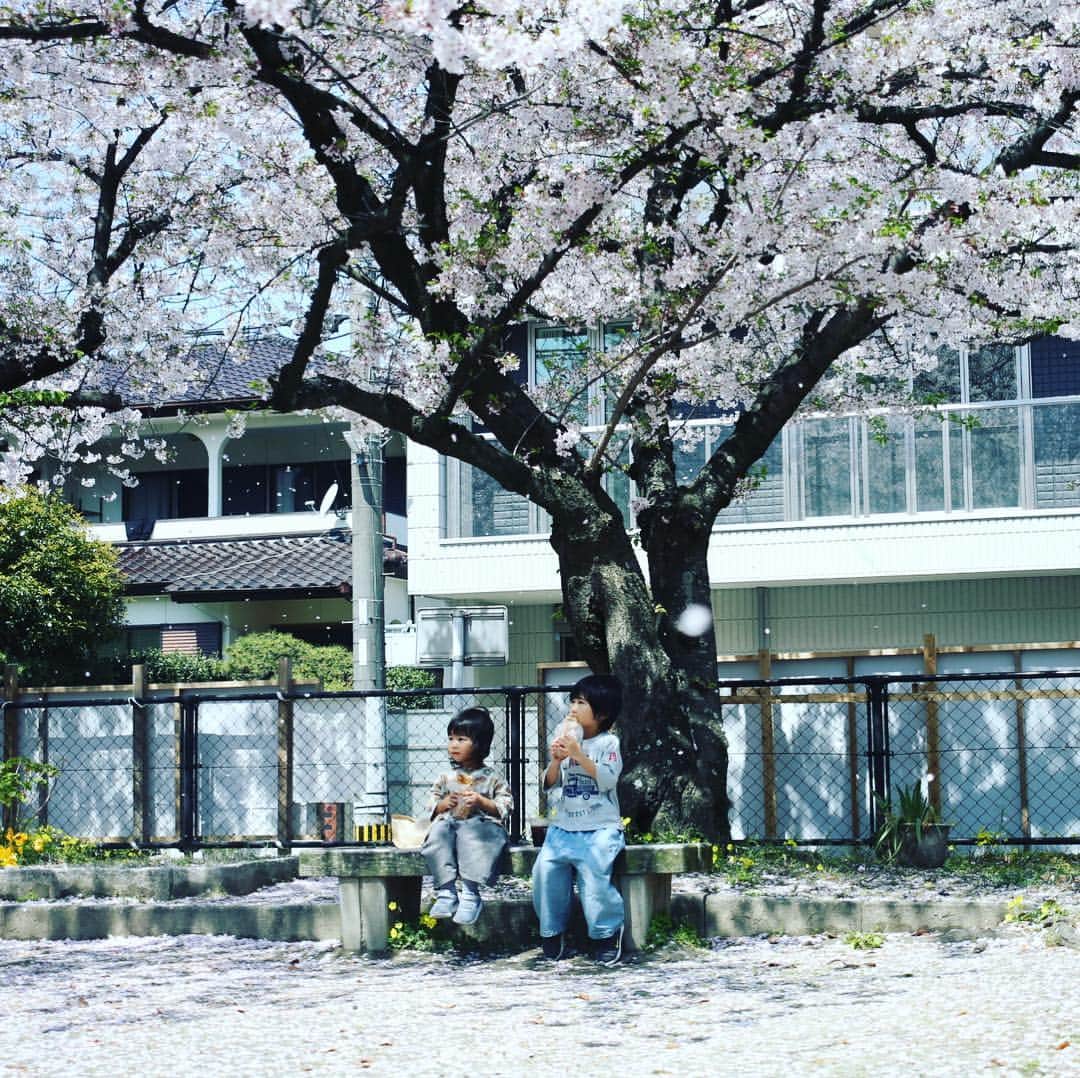 セソコマサユキのインスタグラム：「念願のうーぱんベーカリー。桜の木の下でおいし。」