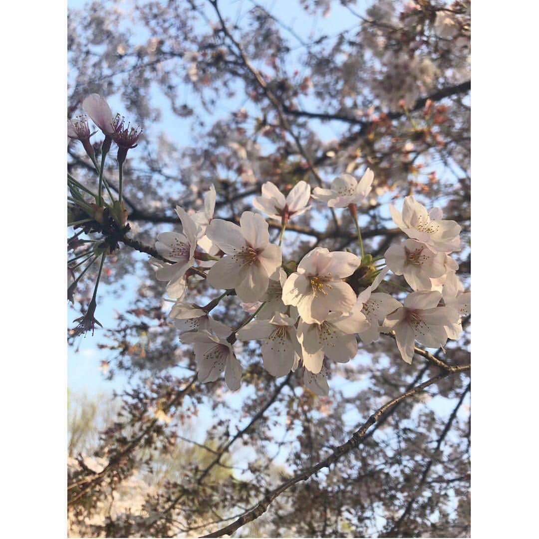 岡崎紗絵さんのインスタグラム写真 - (岡崎紗絵Instagram)「お花見🍡キレイだったな〜 春コートも桜色🌸  #桜 #ちょっと葉っぱが#出始めてた #葉桜 #皆さんも #お花見しました？」4月8日 11時58分 - sae_okazaki