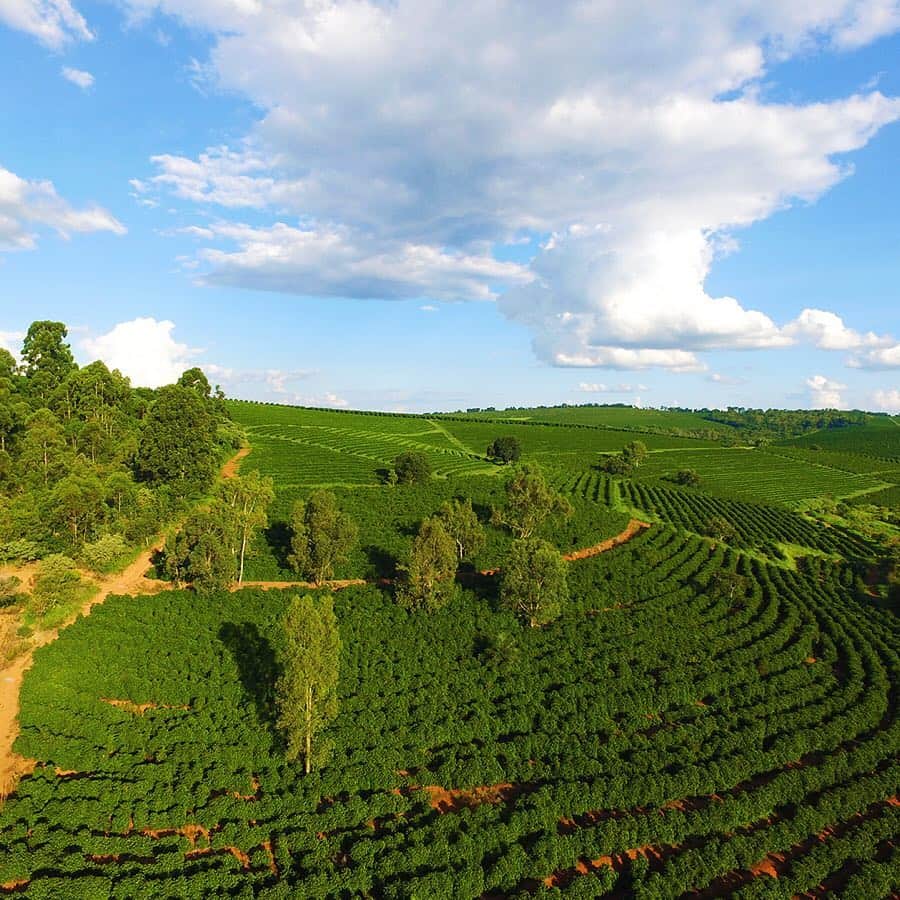 LOHACO（ロハコ）さんのインスタグラム写真 - (LOHACO（ロハコ）Instagram)「＜人気アイテム report☕＞本日はロハコ限定ダラゴアコーヒーをご紹介します！﻿ ﻿ たくさんのコーヒー農園があるブラジルの中で、﻿ 屈指の美しさと逞しさを誇るダラゴア農園。﻿ ダラゴアコーヒーはここで生まれます。﻿ 農園の広さはなんと東京ドーム600個分以上！﻿ 各所に泉が湧き出て、たくさんの動物🦆たちが集まるそうです。﻿ ﻿ そんな豊かな自然の中🌲で大切に育てられた﻿ ダラゴア農園産コーヒーは、ナッツの様な香り、﻿ バランスのとれた飲み易い口当たりが特徴です😋﻿ ﻿ 写真はダラゴアコーヒーのドリップタイプ。﻿ 他にもボトル缶など様々な商品をご用意しています！﻿ 大切に育ててくれている農園のメンバーの写真ももらいましたよ！﻿ ﻿ なんだかコーヒーが飲みたくなってきました…﻿ 生産者の方に感謝を込めて、今日はダラゴアコーヒーをいただきます！😆﻿ ぜひ皆さんも、コーヒータイムをお楽しみください☕♪﻿ ＿＿＿＿＿＿＿＿＿＿＿＿＿＿﻿ ﻿ ▼Instagramで紹介した商品﻿ プロフィール @lohaco.jp から♪﻿ ＿＿＿＿＿＿＿＿＿＿＿＿＿＿＿﻿ ﻿ #ダラゴア農園 #ブラジル #コーヒー﻿ #北欧デザイン #coffee #packagedesign﻿ #ダラゴア農園ブレンド #ダラゴアコーヒー﻿ #ロハコ限定 #ロハコデザイン﻿ #なんでもロハコ #ロハコ #LOHACO﻿ #暮らし #くらし #lohacobyaskul #askul #アスクル」4月8日 11時59分 - lohaco.jp