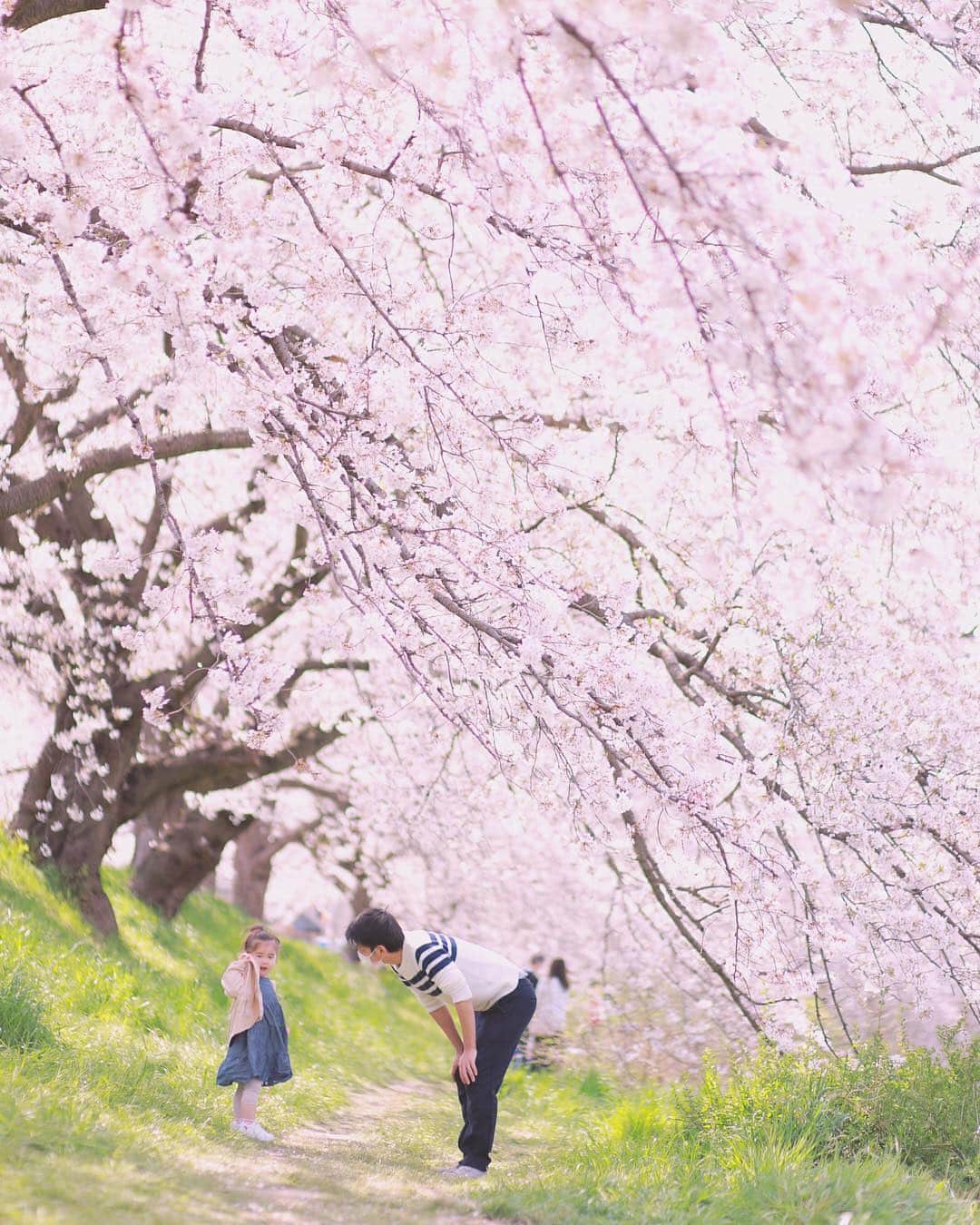 のインスタグラム：「今週もよろしくお願いします😊 現在、「春」をテーマにお写真・動画を募集中です✨ 本日の #タビスルキッズ はこちら💕 📷 @rooneymilanさん 🚩埼玉県・越谷市「元荒川桜堤」 🎙ご本人コメント 今年は長いこと桜楽しめてる気がする♪ ・ きょうはあったかいというより暑いくらいでしたね。わたしは今日から日焼け止めを塗ったくり、そして新しい帽子が欲しいところです🙈 ・ ここについて早々のぞみはすってんころりんして、唇を切ってしまい流血（ ; ; ） お口周りがとても痛々しいのもあって遠目で撮りました これからそんなちょっとしたケガも多くなるお年頃かなぁ💦 ＊＊＊＊＊＊ 親子がふれあう春限定の素敵な瞬間ですね✨ いつも、ステキなお写真ありがとうございます💕」