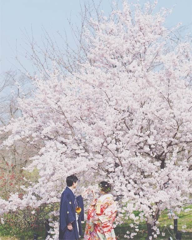 CLAIREのインスタグラム：「桜の季節もそろそろ終わりを迎えます🌸 来年もたくさんのカップルの方に出会えますように✨ ・ @clairebridalstudio」
