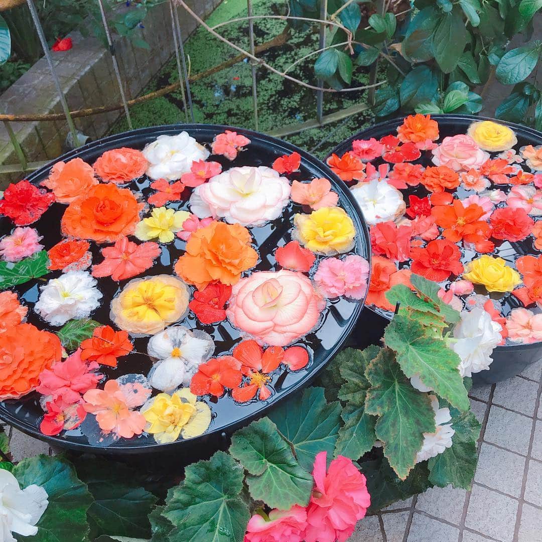 怜花さんのインスタグラム写真 - (怜花Instagram)「京都府立植物園🌷 お花に囲まれて癒されました(*´°`*) ・ ・ #京都 #kyoto #京都府立植物園」4月8日 12時08分 - reika_0419