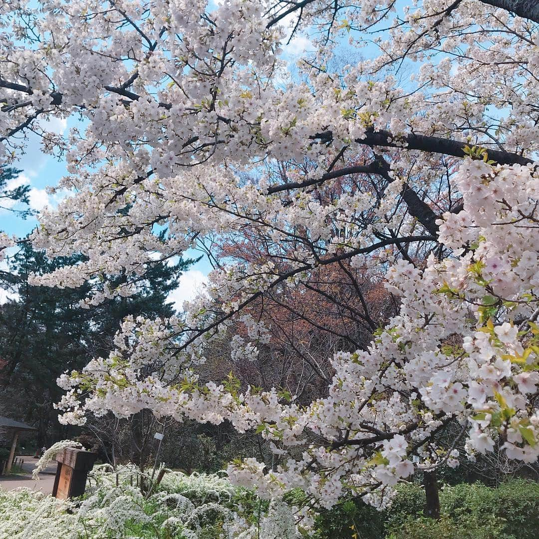 怜花さんのインスタグラム写真 - (怜花Instagram)「京都府立植物園🌷 お花に囲まれて癒されました(*´°`*) ・ ・ #京都 #kyoto #京都府立植物園」4月8日 12時08分 - reika_0419