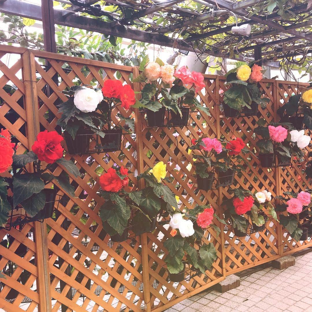 怜花さんのインスタグラム写真 - (怜花Instagram)「京都府立植物園🌷 お花に囲まれて癒されました(*´°`*) ・ ・ #京都 #kyoto #京都府立植物園」4月8日 12時08分 - reika_0419