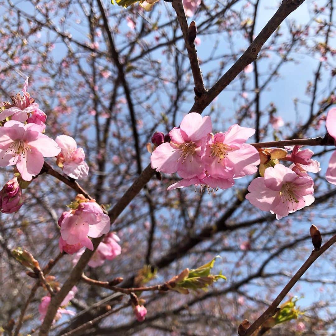 山田稔明さんのインスタグラム写真 - (山田稔明Instagram)「初めて三春の滝桜を見て感動。開花はもう少し先だけど蕾はほころんでいました。固い握り拳が開くように一気に柔らかに咲くのでしょう。またの機会を楽しみに次の春を待ちます。 #三春滝桜」4月8日 12時11分 - toshiakiyamada