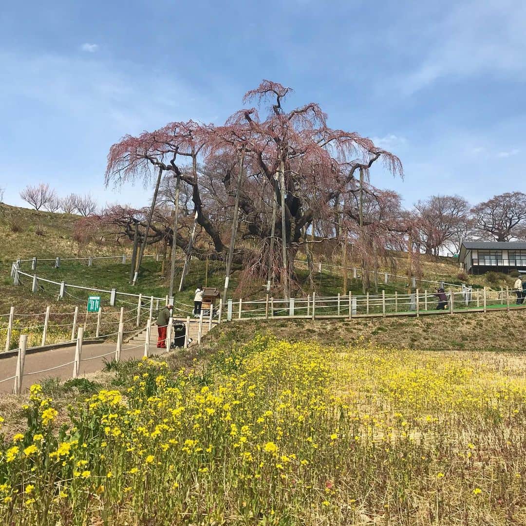 山田稔明さんのインスタグラム写真 - (山田稔明Instagram)「初めて三春の滝桜を見て感動。開花はもう少し先だけど蕾はほころんでいました。固い握り拳が開くように一気に柔らかに咲くのでしょう。またの機会を楽しみに次の春を待ちます。 #三春滝桜」4月8日 12時11分 - toshiakiyamada