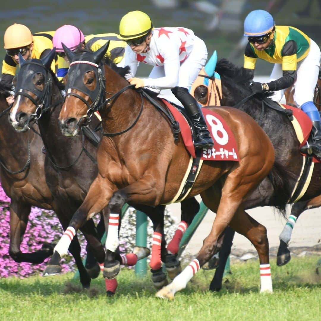 netkeibaさんのインスタグラム写真 - (netkeibaInstagram)「阪神牝馬S(GII) ミッキーチャーム／川田将雅 ・ ミッキーチャームが重賞初V！ ラッキーライラックは8着 ▼記事についてはコチラから▼ @netkeiba ・ #ミッキーチャーム #川田将雅 #阪神牝馬S #競馬 #keiba #JRA #中央競馬 #馬 #騎手 #netkeiba #thoroughbred #racing #horseracing #horse #jockey #winner #thoroughbredracing #horselife #sports #阪神競馬場 #阪神」4月8日 12時20分 - netkeiba