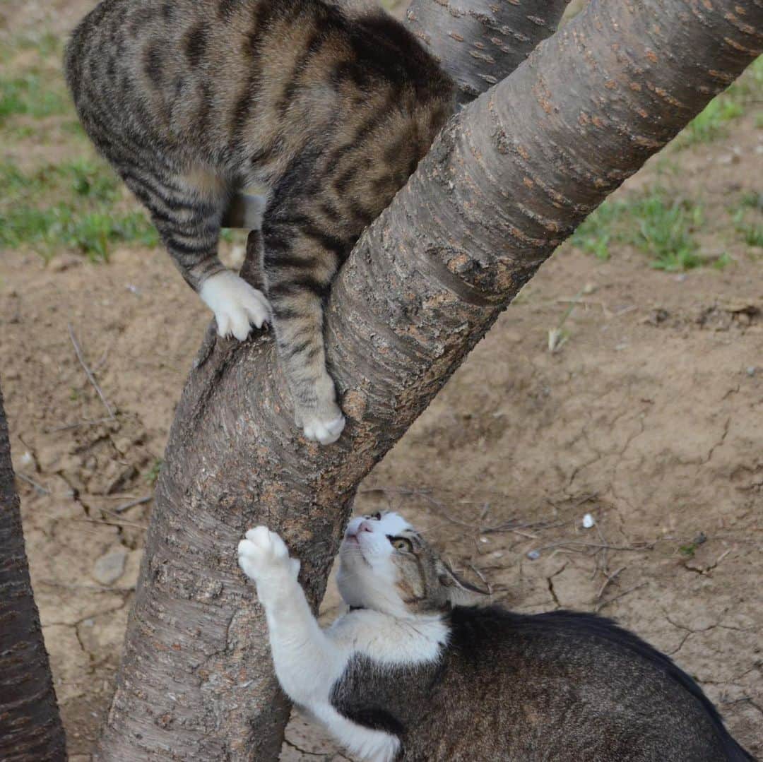 やふさんのインスタグラム写真 - (やふInstagram)「新吉とのまは仲良しなんですよ。新吉はのまにもパンチしたり遊びのお誘いします。熟女好き？ . #cat #neko #catlovers #catsofinstagram #catstagram #instacat #猫 #ねこ #ネコ #保護猫 #新吉 #のま #のまらー #被災猫」4月8日 12時36分 - kyafy