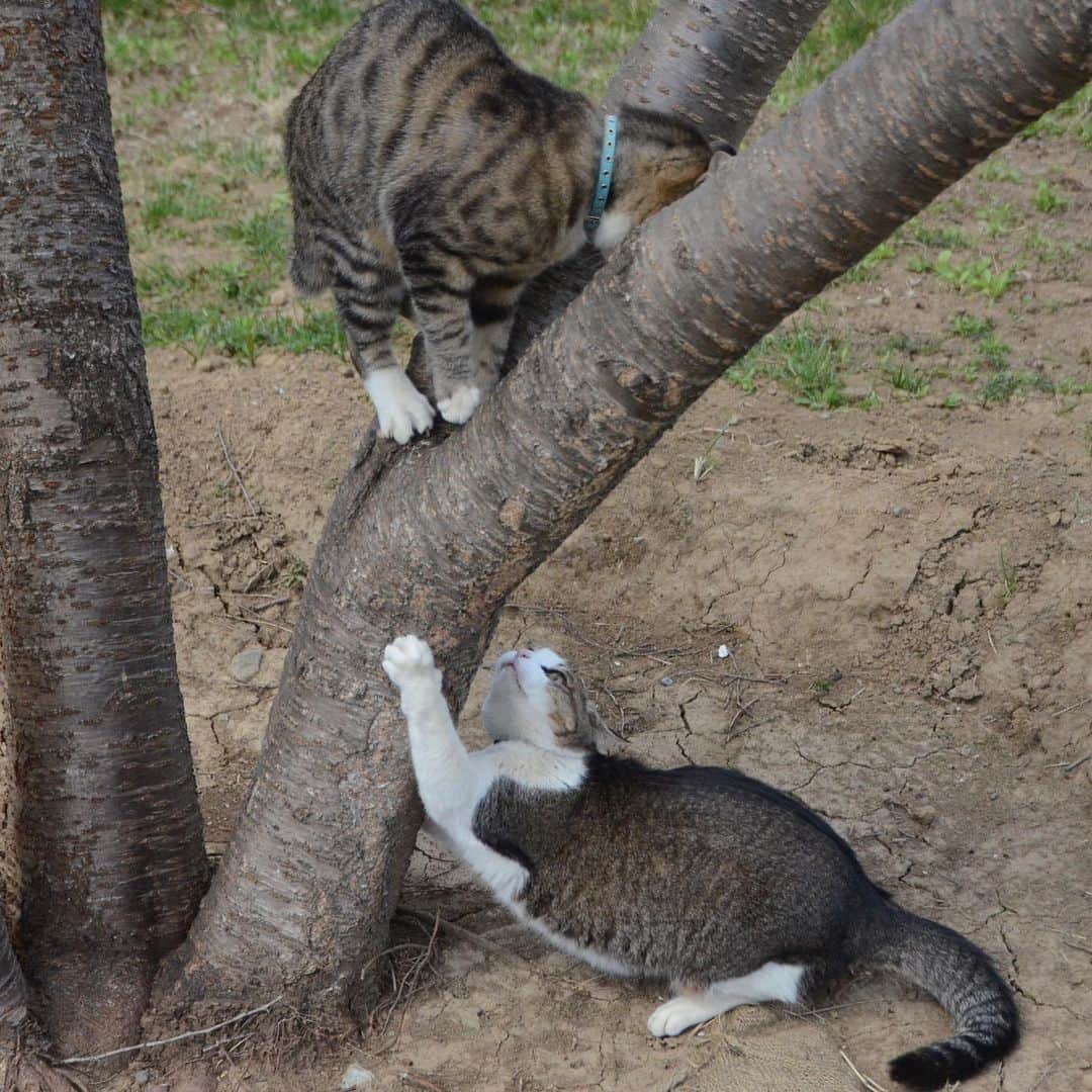 やふさんのインスタグラム写真 - (やふInstagram)「新吉とのまは仲良しなんですよ。新吉はのまにもパンチしたり遊びのお誘いします。熟女好き？ . #cat #neko #catlovers #catsofinstagram #catstagram #instacat #猫 #ねこ #ネコ #保護猫 #新吉 #のま #のまらー #被災猫」4月8日 12時36分 - kyafy