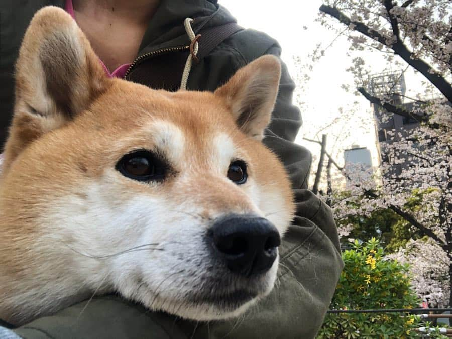 くるみさんのインスタグラム写真 - (くるみInstagram)「. 今日はしばの日🐕だそうです。 .  しばも柴じゃない犬も、保護犬も、いぬじゃない動物も、それぞれ大切にされる日を願って。 . 🐕🐈🐒🦜🧸🐖🐇 🦌🐛🦈🦒🐆🐅🐎🐘🦓 🦛🐏🦎🦅🦉🐋🐃🐂🦘🙇‍♂️ . . #しばの日」4月8日 12時29分 - kurukurukurumi222