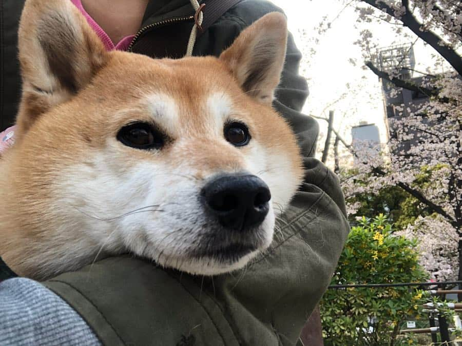 くるみさんのインスタグラム写真 - (くるみInstagram)「. 今日はしばの日🐕だそうです。 .  しばも柴じゃない犬も、保護犬も、いぬじゃない動物も、それぞれ大切にされる日を願って。 . 🐕🐈🐒🦜🧸🐖🐇 🦌🐛🦈🦒🐆🐅🐎🐘🦓 🦛🐏🦎🦅🦉🐋🐃🐂🦘🙇‍♂️ . . #しばの日」4月8日 12時29分 - kurukurukurumi222