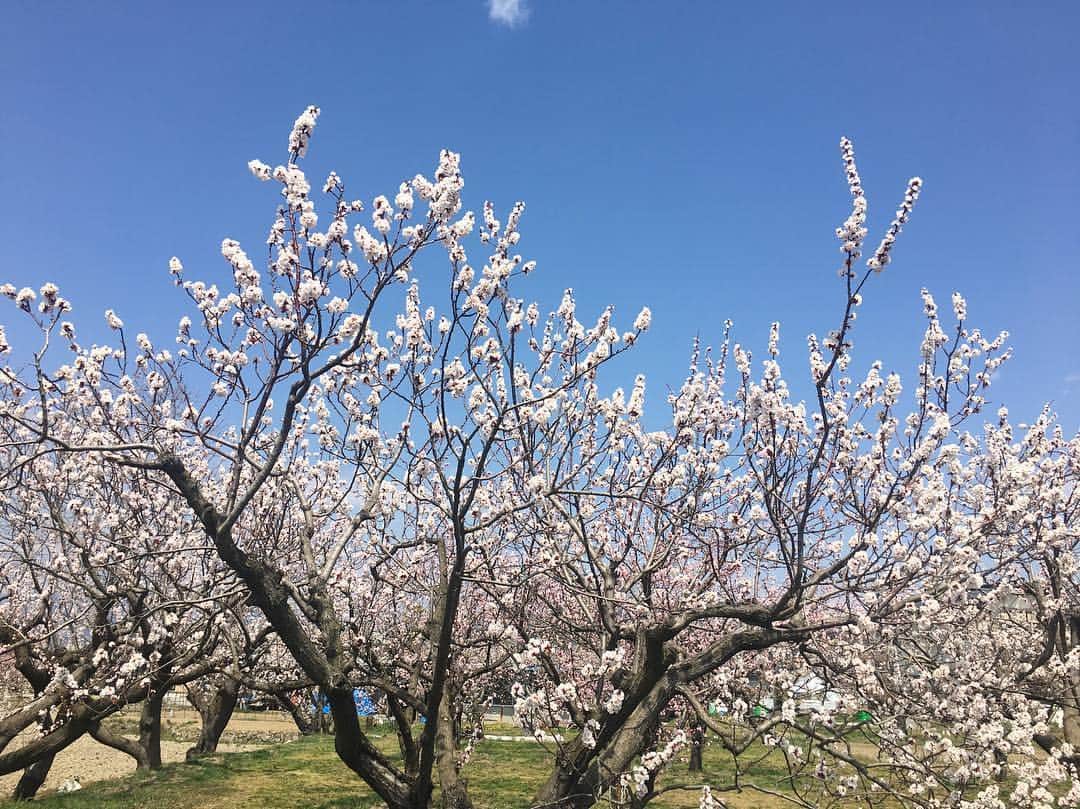 新田恵海さんのインスタグラム写真 - (新田恵海Instagram)「実家で少しゆっくりしまして☺️ 帰京する前に、父と伯母とドライブがてら千曲市の「あんずの里」をお花見してきました🚙✨ もう少ししたら桜、桃、りんごの花も楽しめますね🌸  #杏の花 #信州の春」4月8日 12時32分 - tnstagram1210