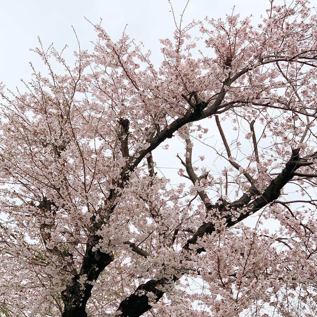 飯田カヅキさんのインスタグラム写真 - (飯田カヅキInstagram)「桜がきれい。散り始めてからが好きなんですよね。 #桜 #sakura #cherryblossom」4月8日 12時46分 - kazukiiida_strange