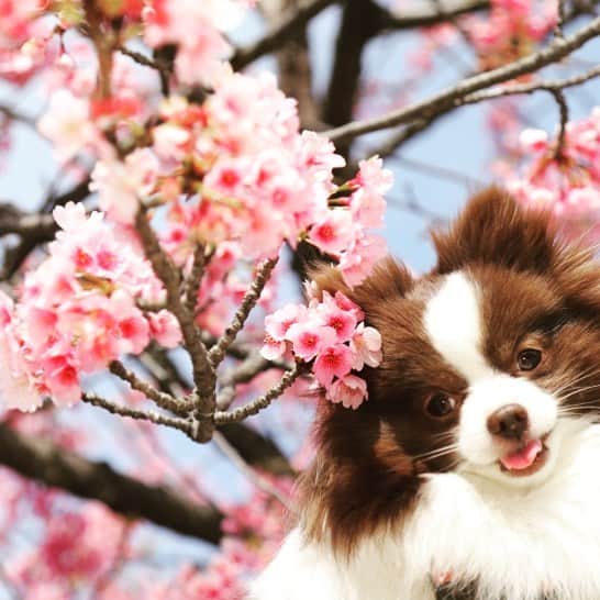 mycoのインスタグラム：「🌸🐶 #cherryblossom #dog #pomeranian  #dogsofinstagram」