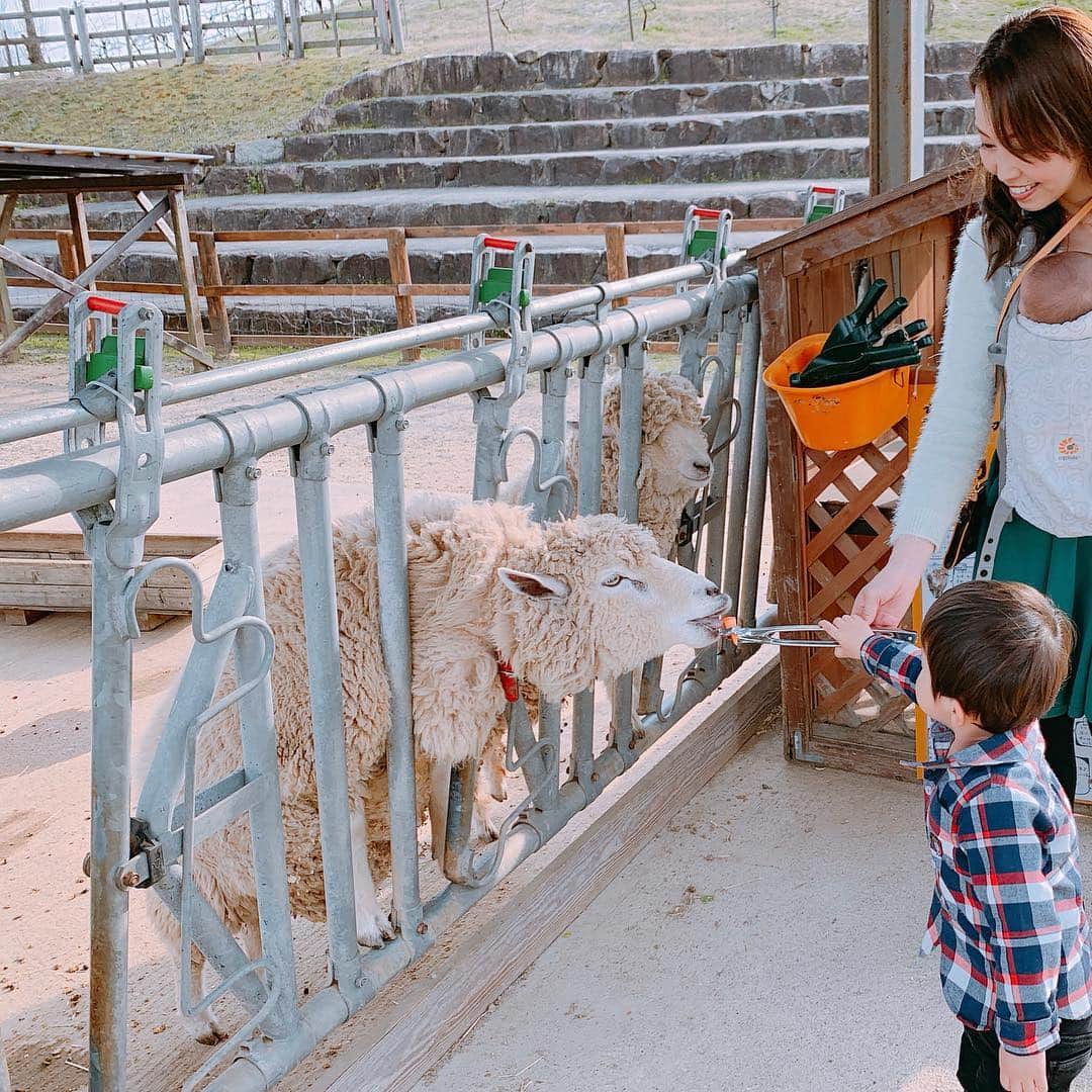 澤野井香里さんのインスタグラム写真 - (澤野井香里Instagram)「子供が1日楽しめる#丹後王国 へ＾＾♪ ﻿ ﻿ 羊さんに#餌やりしたり、アスレチックで思い切りあそんだり、芝すべりも楽しかったー😊✨ ﻿ ﻿ ポニー乗り🐴やおもしろ自転車🚲もしたかったのに、Sくんの赤ちゃん返り&イヤイヤでぐずること1時間で予定が狂いできなかった(￣▽￣;)💦 ﻿ ﻿ 汗沢山かいたので、このあとは最後の#夕日ヶ浦温泉 の#花ゆうみ へ♨️ ﻿ ﻿ 娘はほとんどお昼寝してたけど、子供たちのいい笑顔がたくさん見れて良かった♡﻿ ﻿ #京都 #京都旅行 #家族旅行 #京丹後 #丹後王国食のみやこ #👶 #男の子ママ #女の子ママ #ママライフ #2歳 #小さな彼氏s #ks_19✨ #ks_kyoto✨ #ks_trip✨ #ks_trip_🇯🇵﻿ #S⭐️_ #M🍒_  #S⭐️M🍒」4月8日 13時03分 - kaori_sawanoi