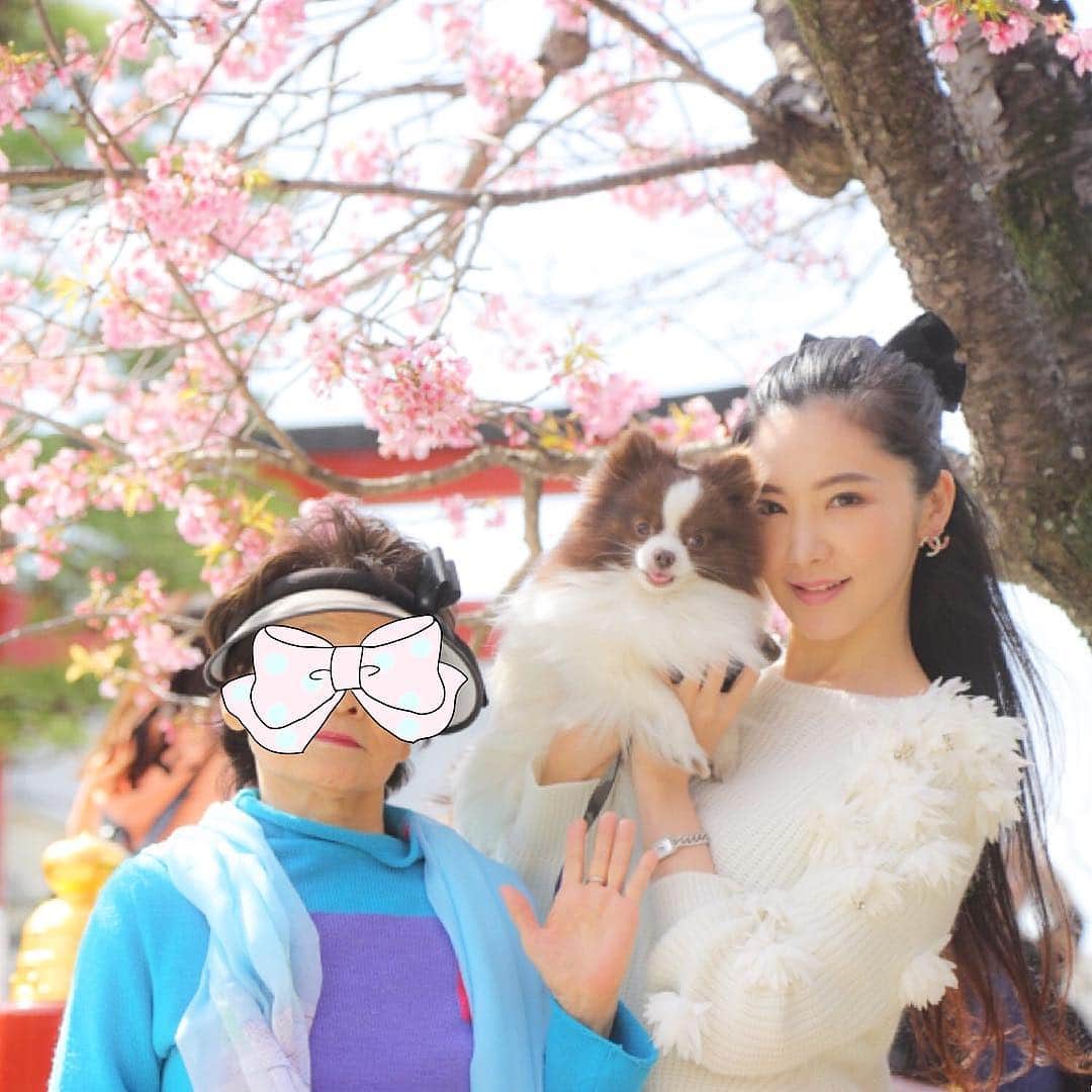 mycoのインスタグラム：「🌸👵🐶👩🌸☀️ #pomeranian  #pom #cherryblossom  #spring  #japan」