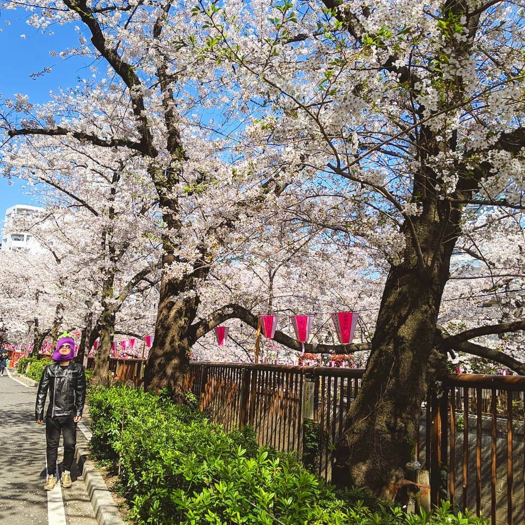 川原克己 さんのインスタグラム写真 - (川原克己 Instagram)「#花見」4月8日 13時00分 - tenjikunezumikawahara